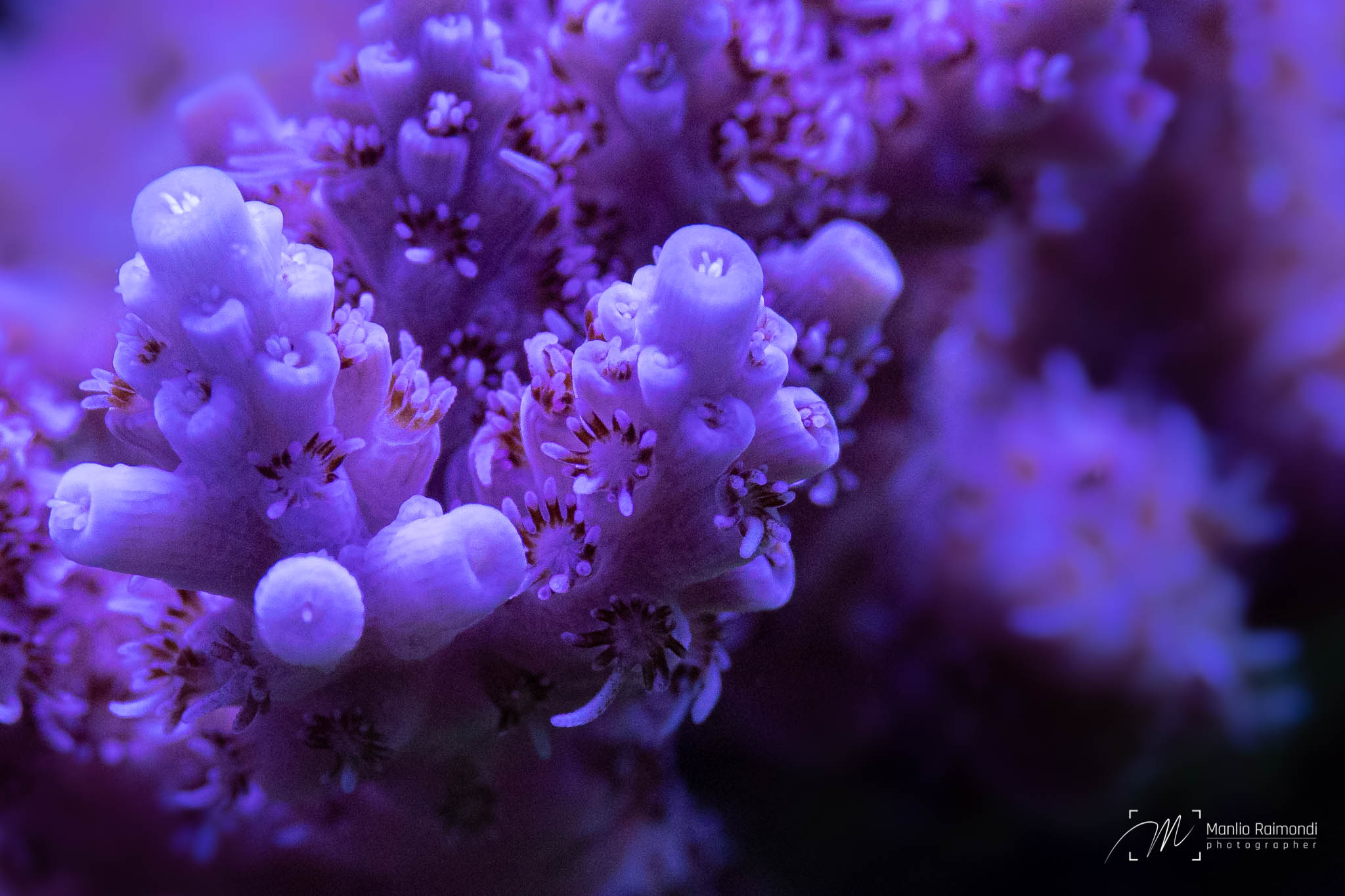 Acropora