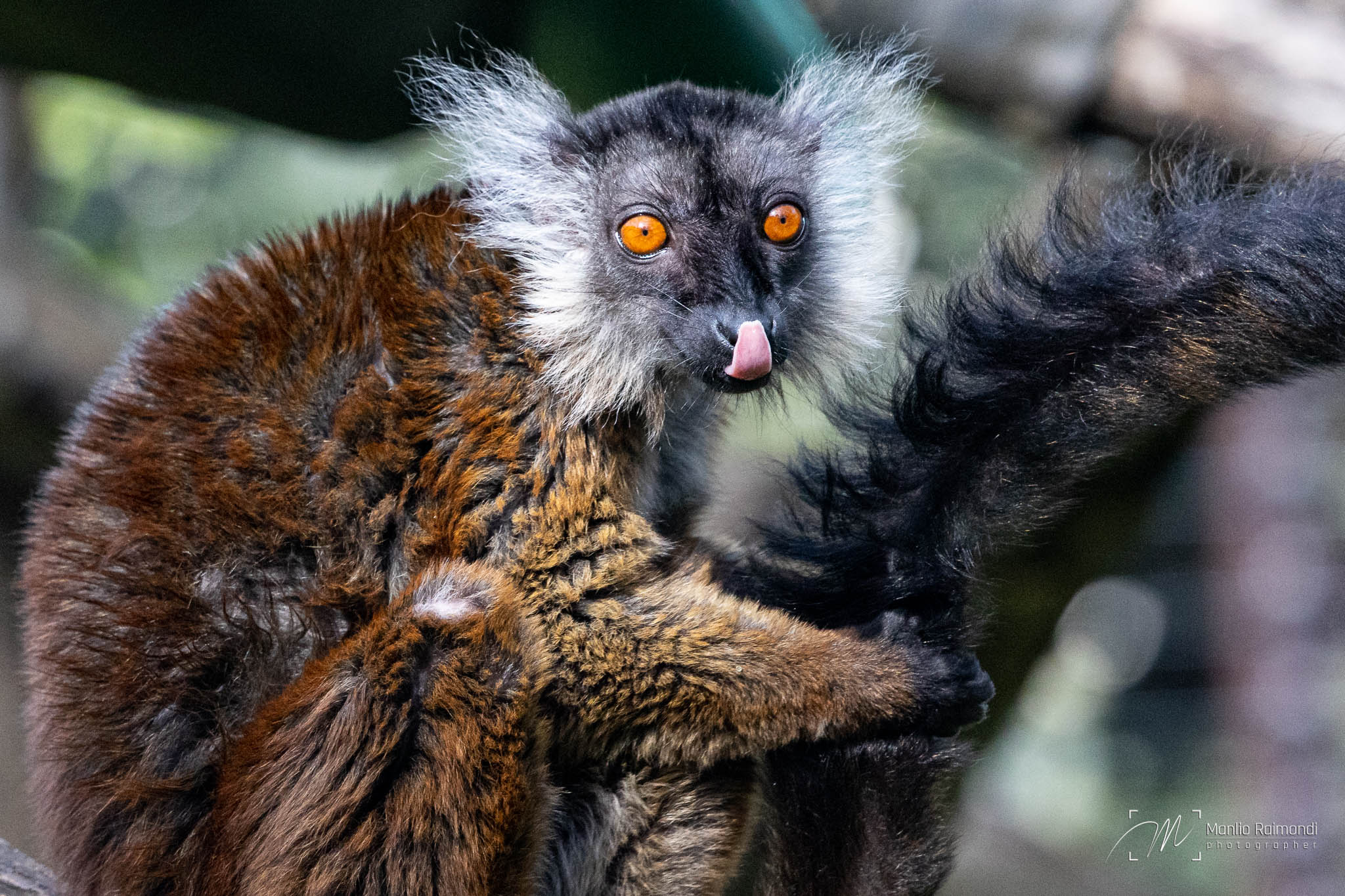 Lemure macaco
