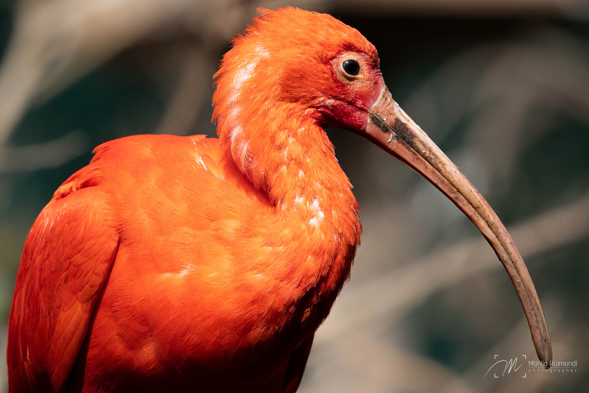 Scarlet IBIS