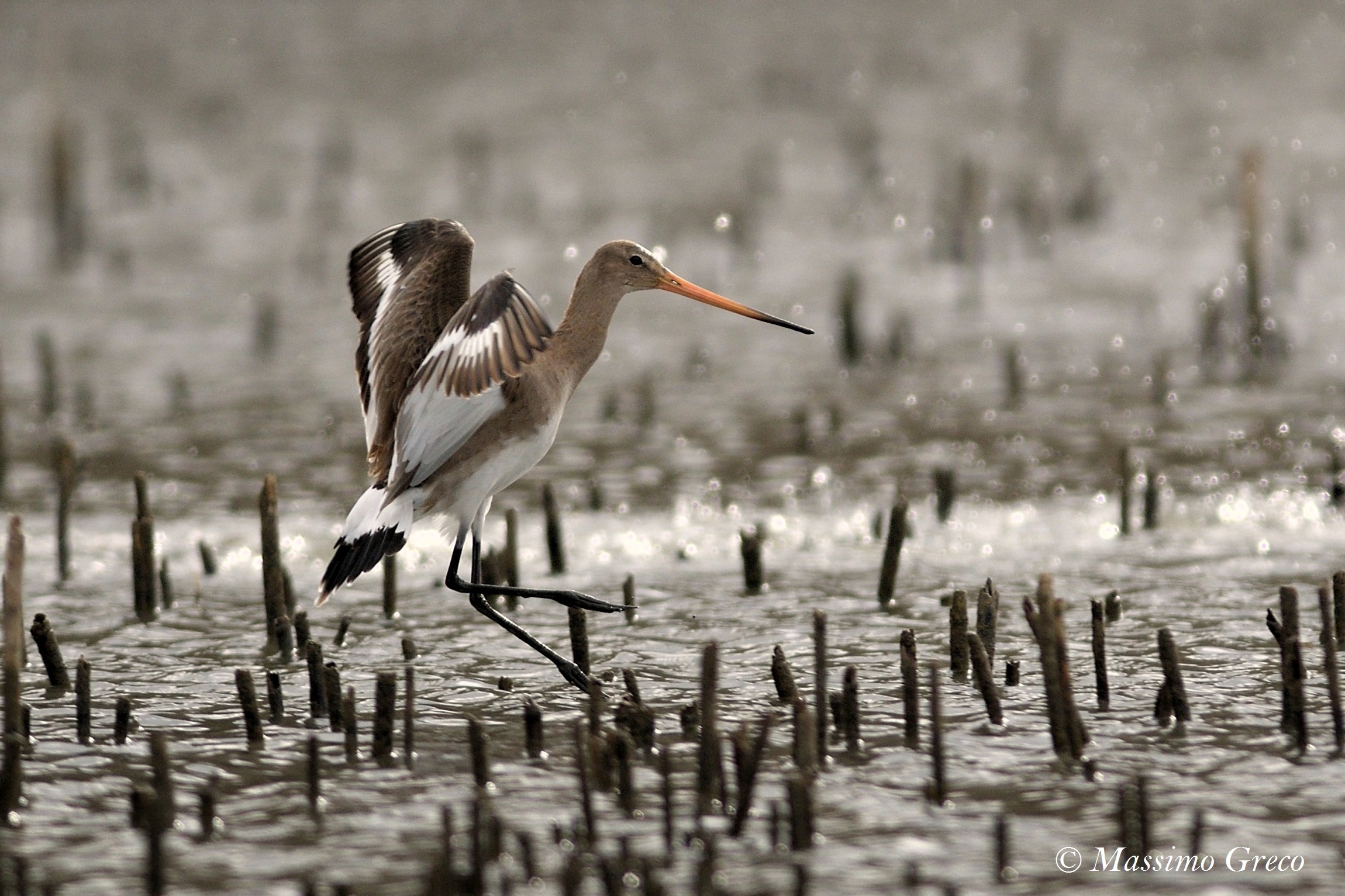 Royal Pictish (Limosa limosa)