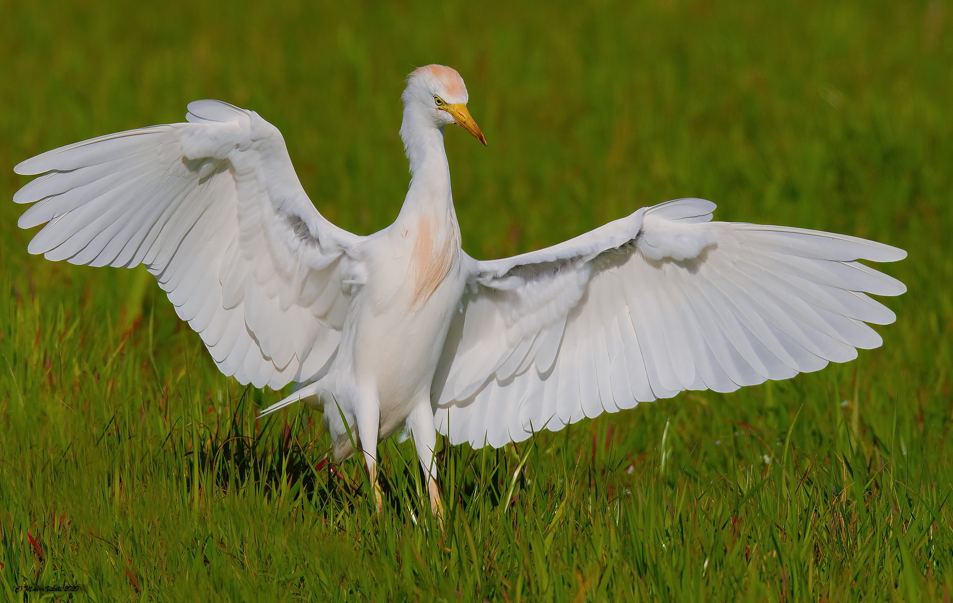 Airone Guardabuoi (Bulbulcus ibis)