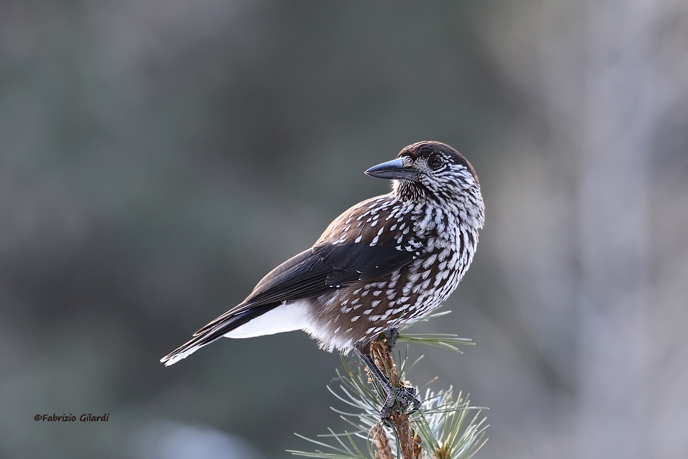Nucifraga cryocatactes (Nocciolaia )