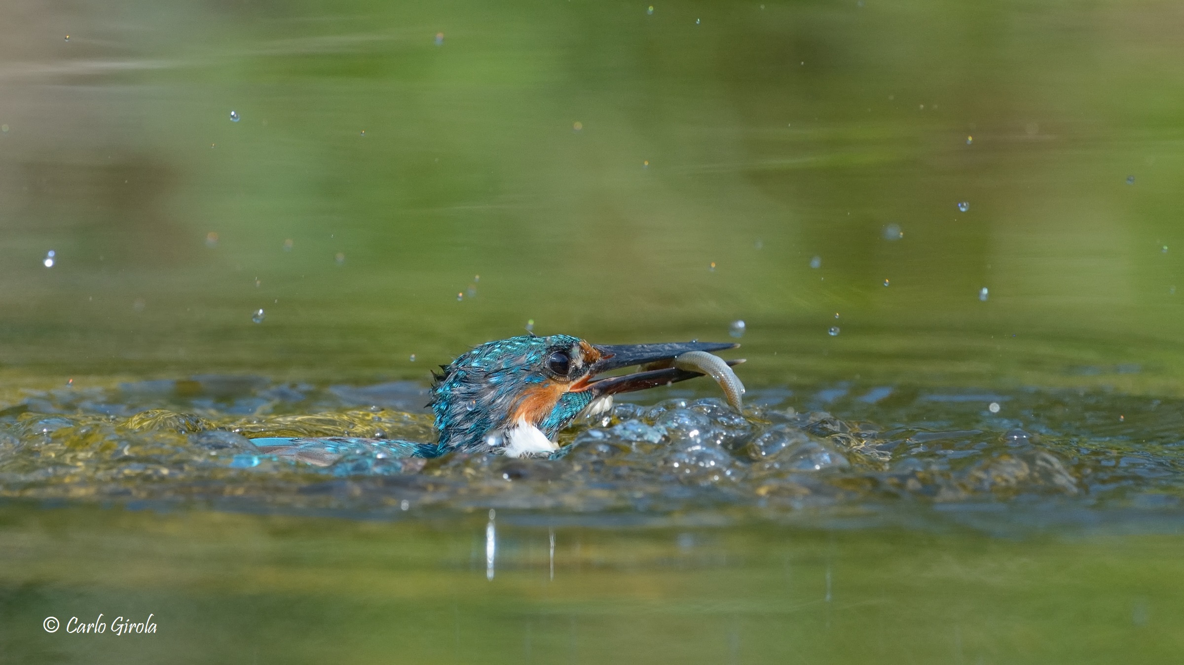 Martin pescatore (Alcedo atthis)