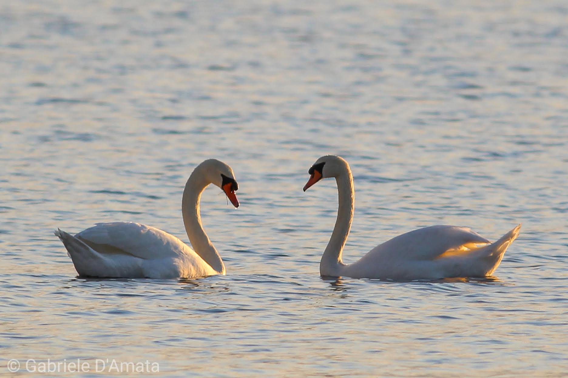Swans at Lake Fogliano