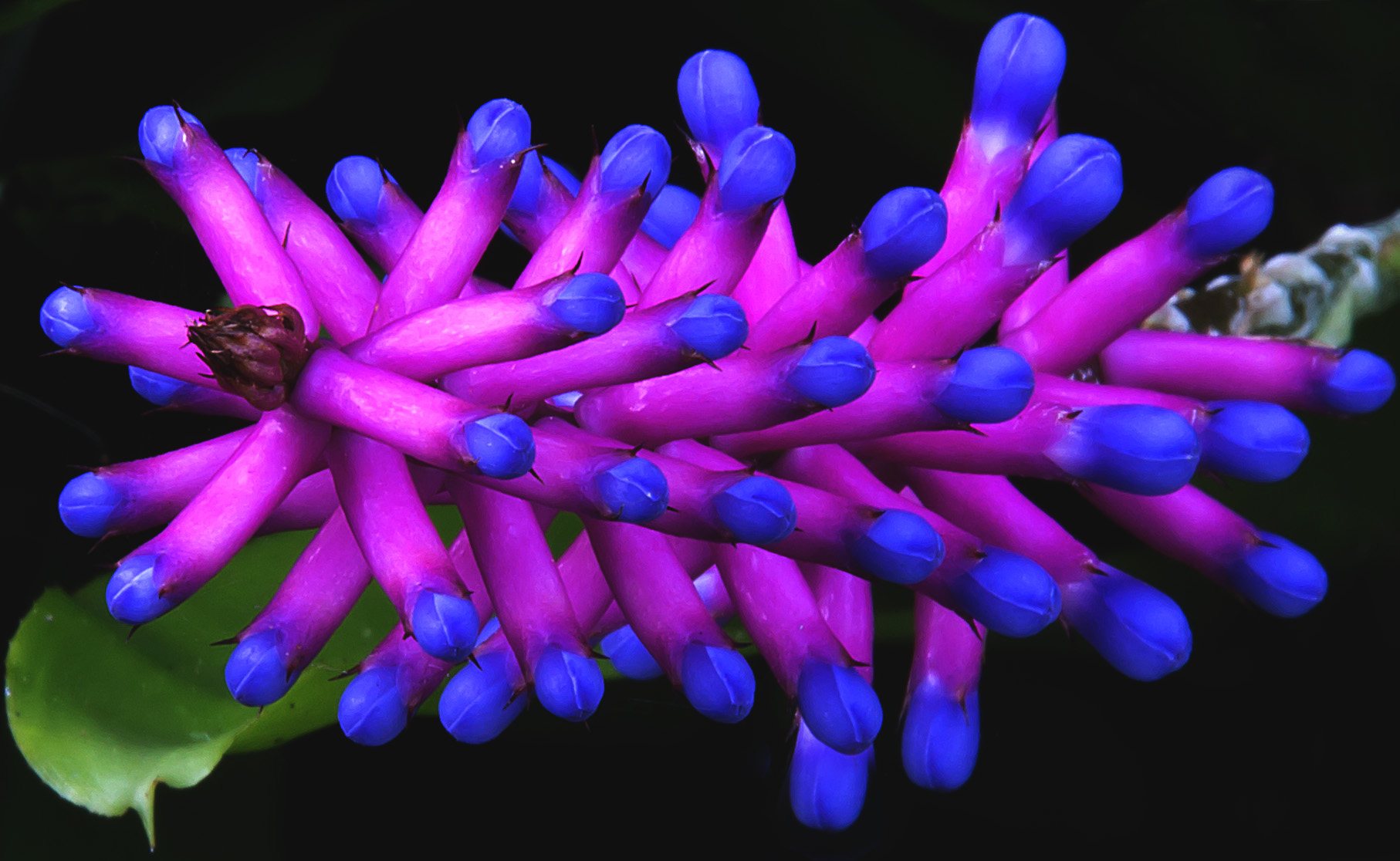 Bromeliad Bloom