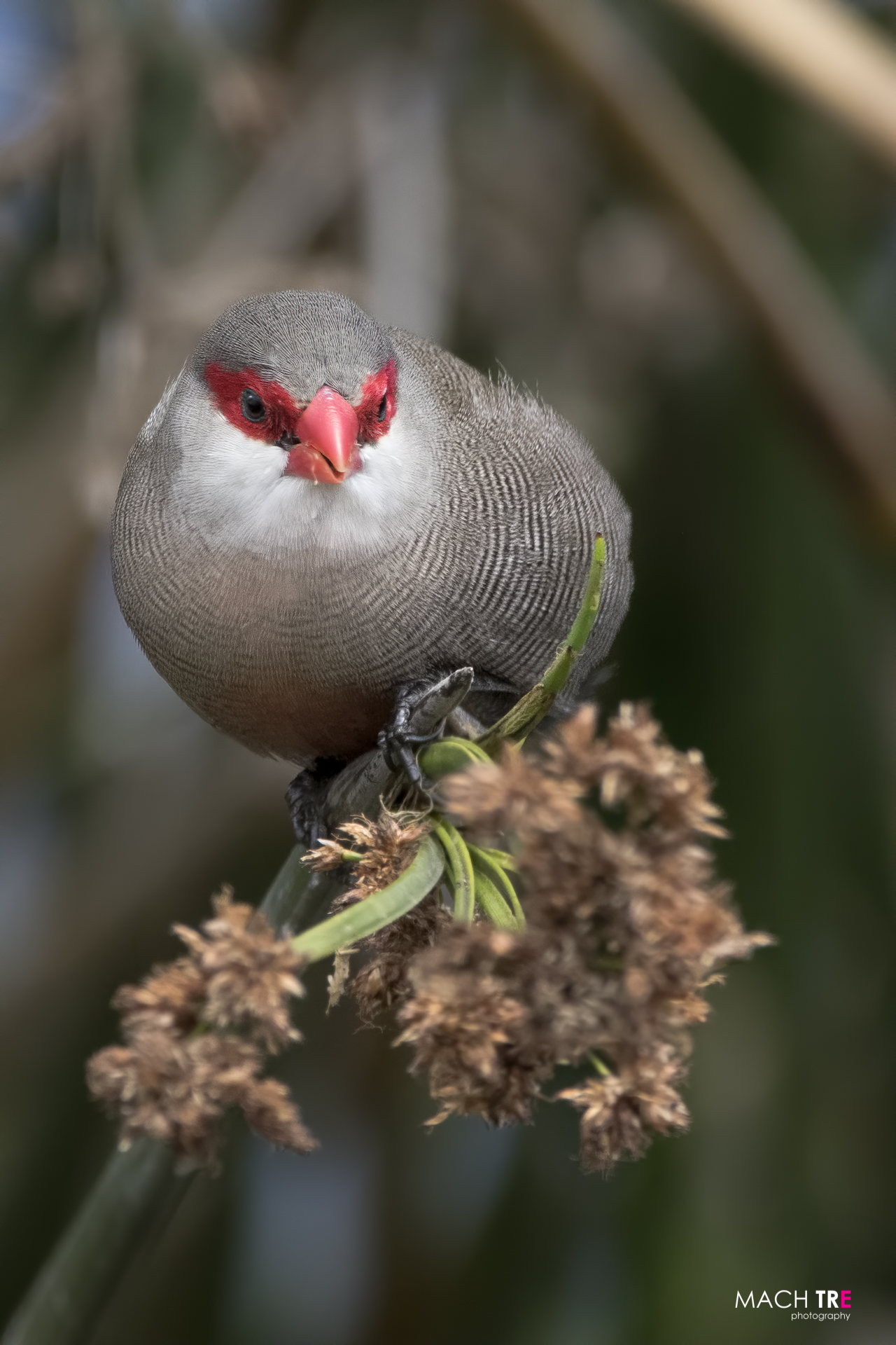 St Helena Astrilda (Estrilda astrild)