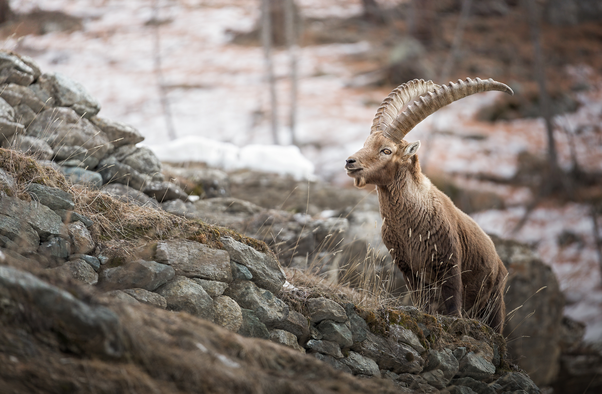 Ibex in Valsaverenche