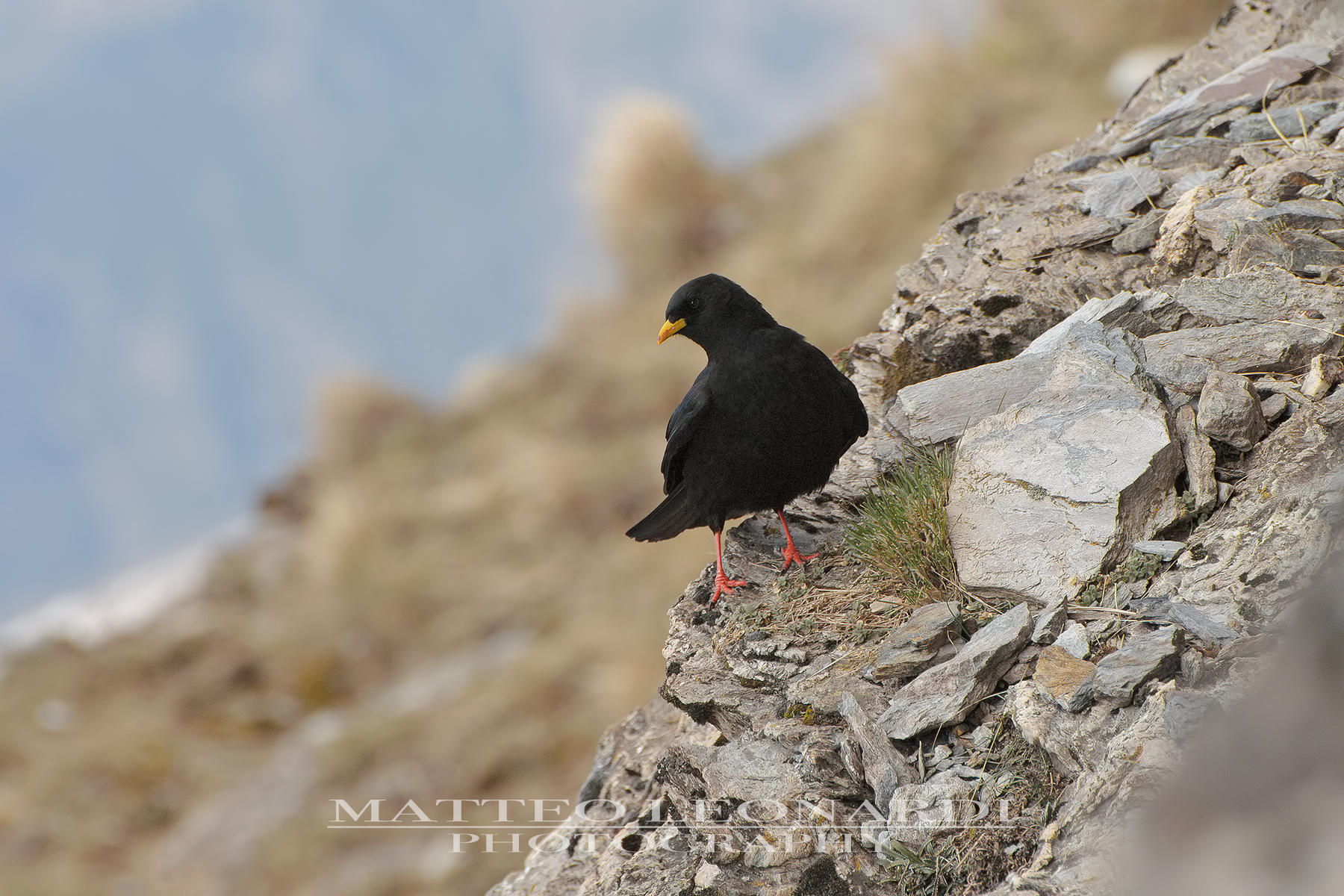 Gracchio Alpino - Alpi Apuane