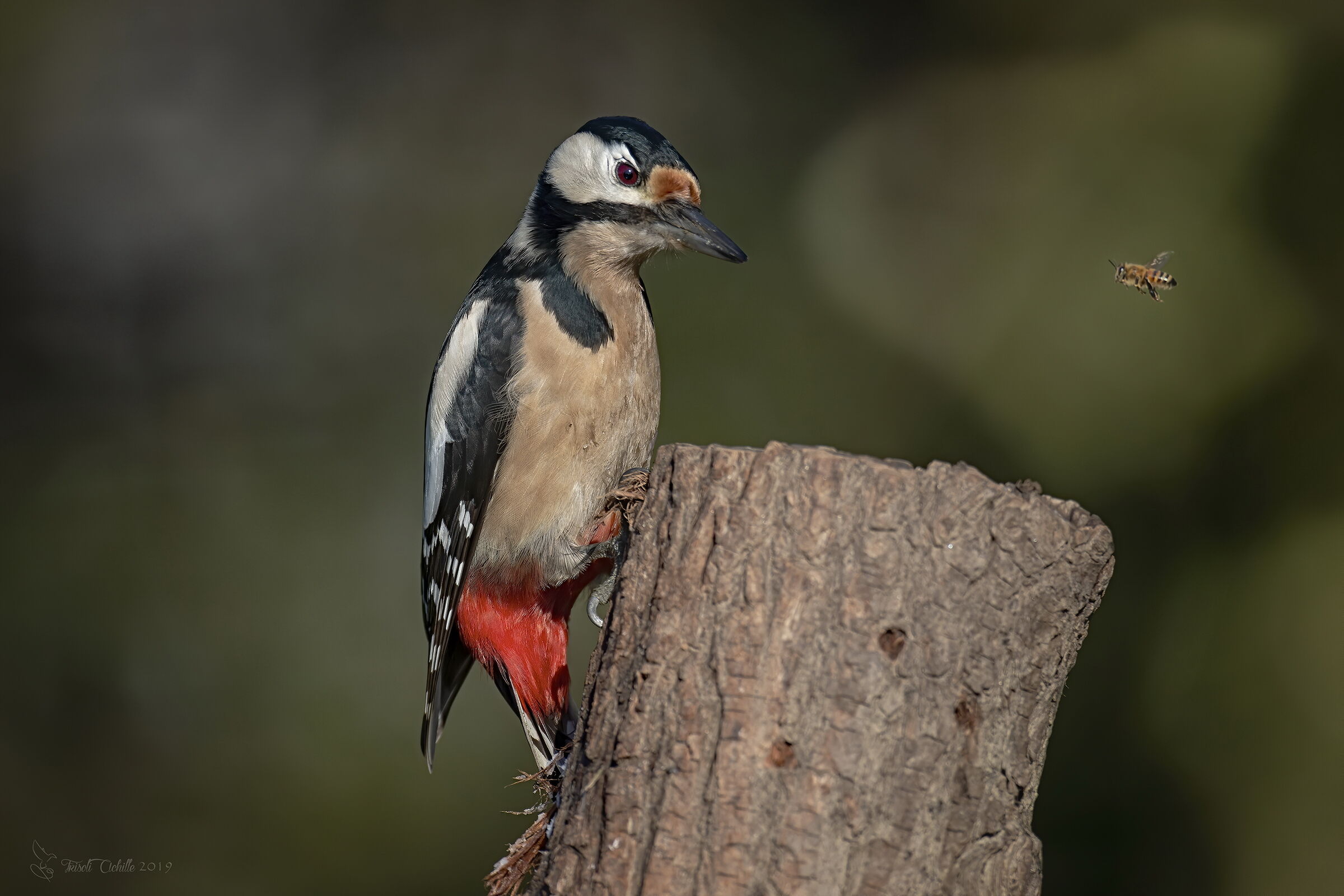 Red woodpecker