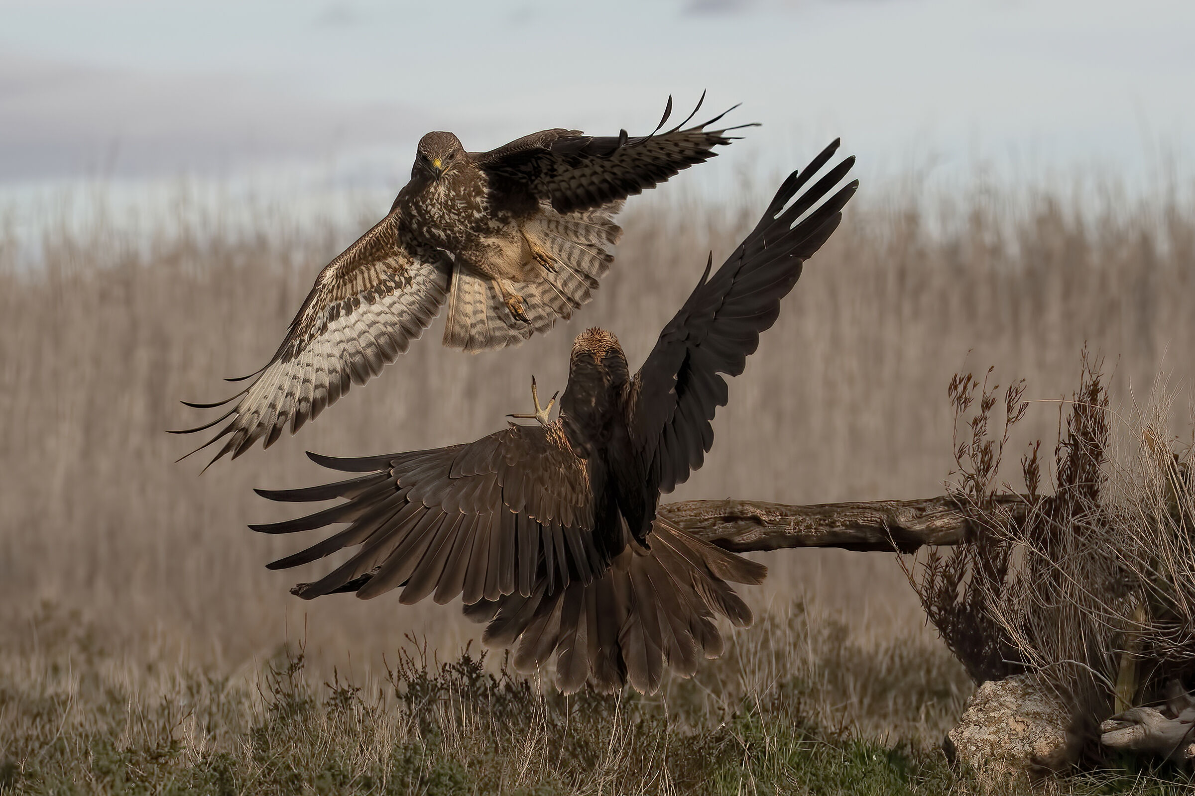 Attacco al falco di palude