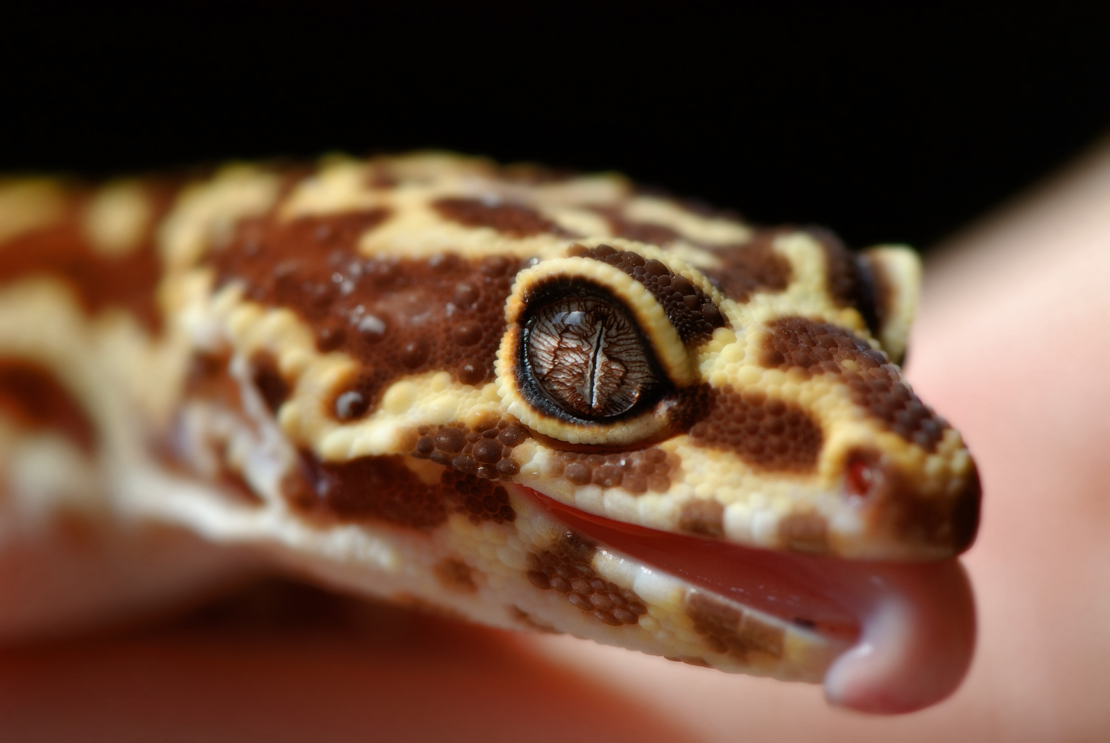 Leopard gec morph tremper