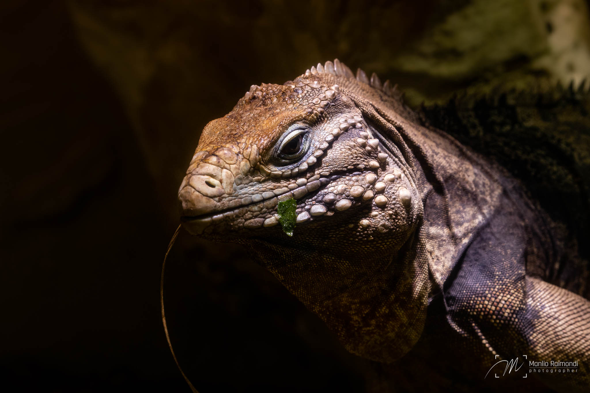 Iguana