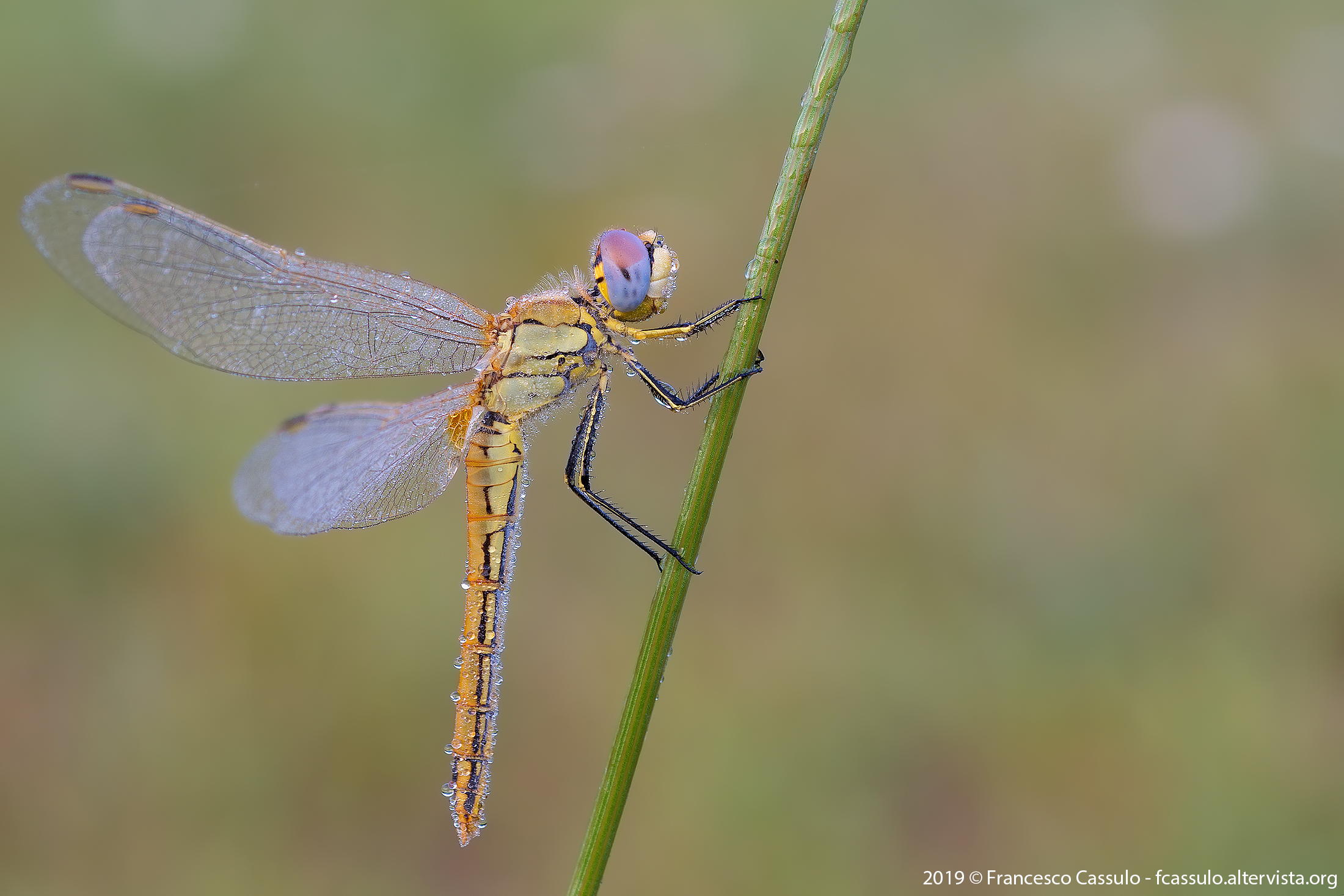 Fonscolombii Sympetrum