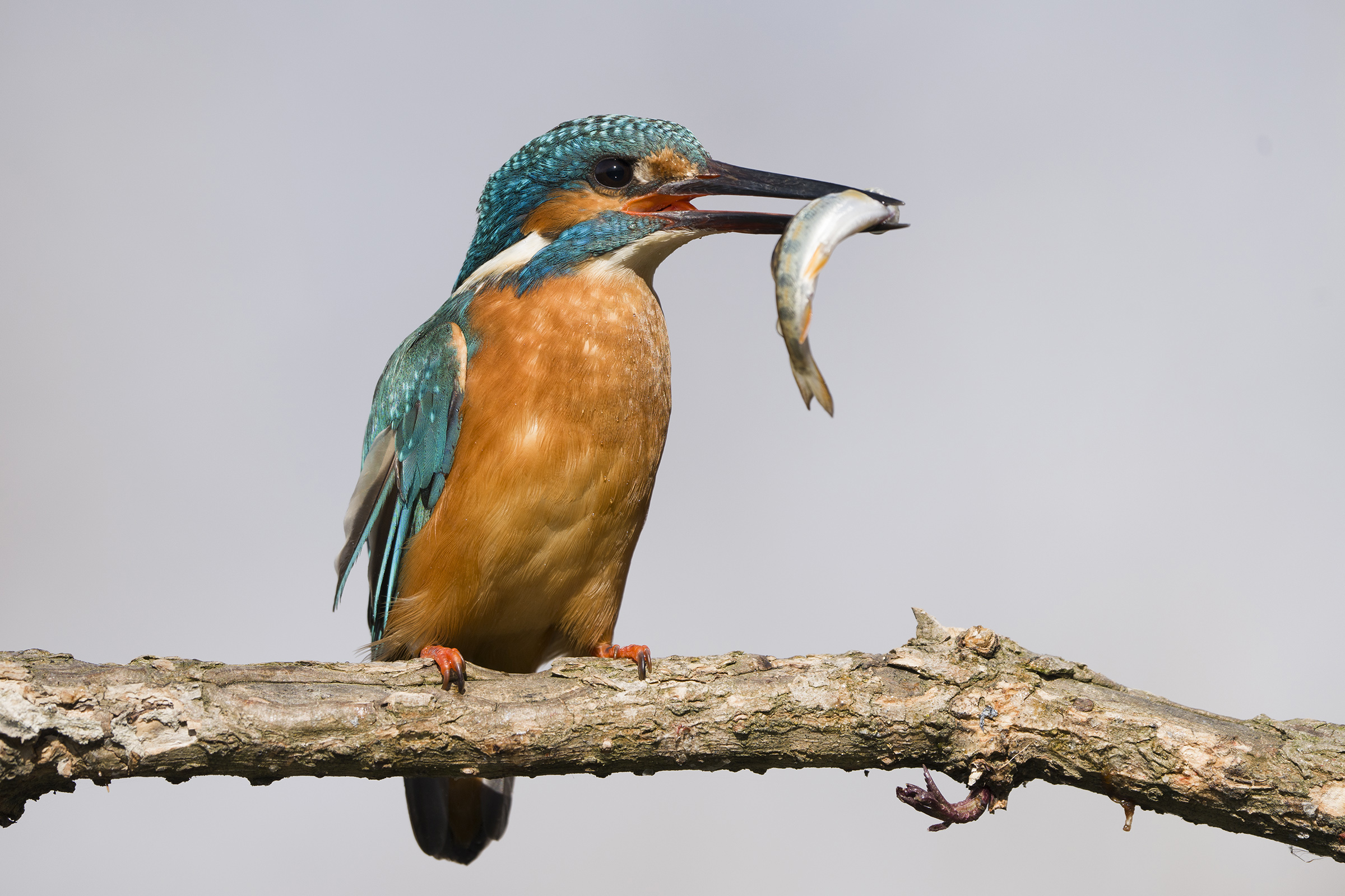 Kingfisher