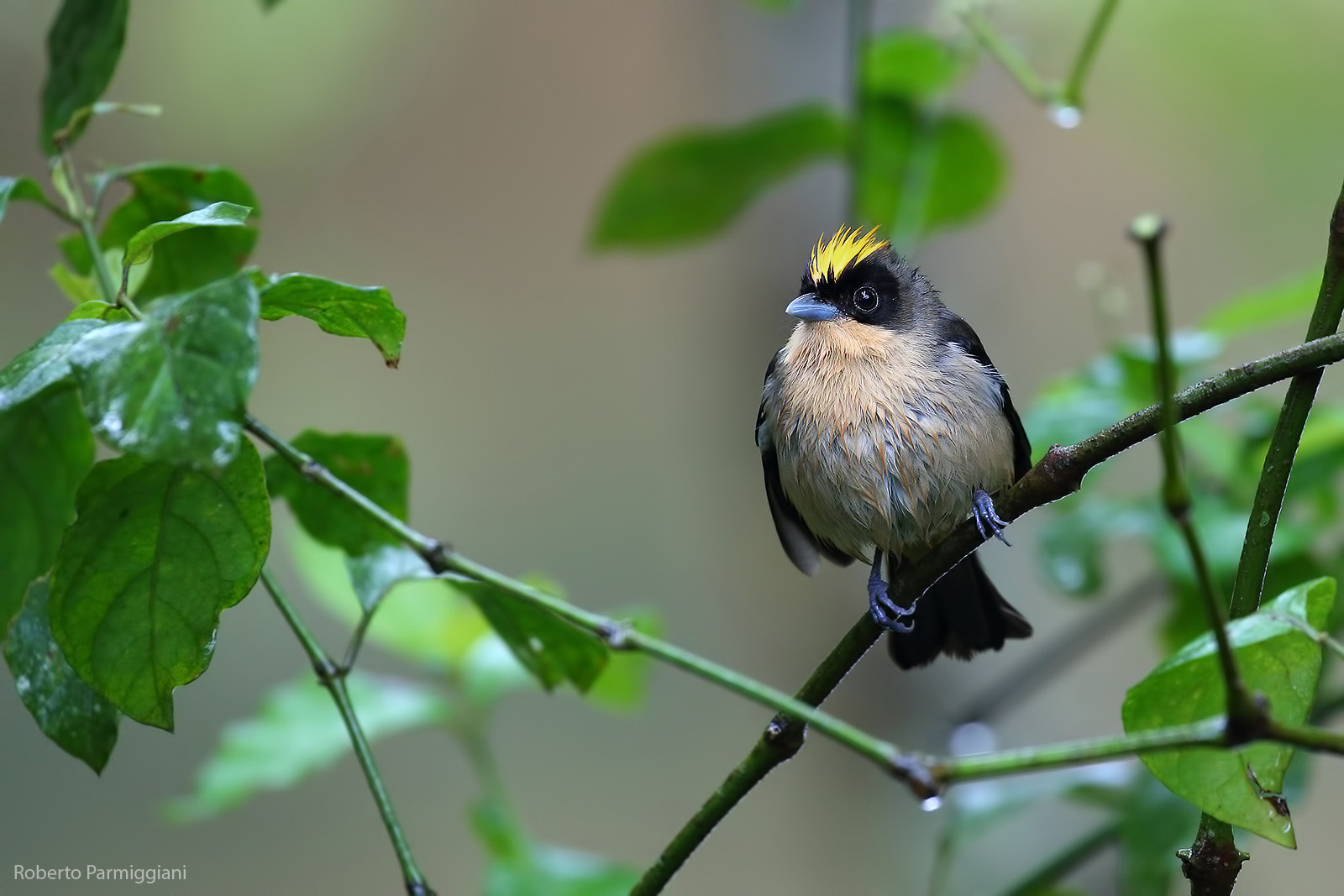 Tangara dagli occhiali