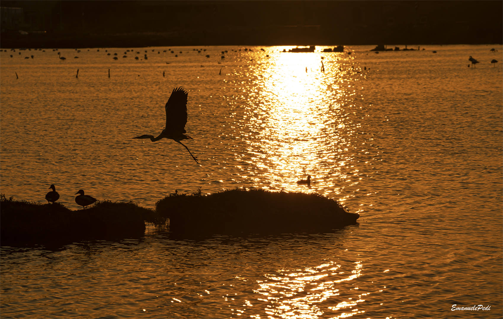 airone cenerino nelle saline di augusta