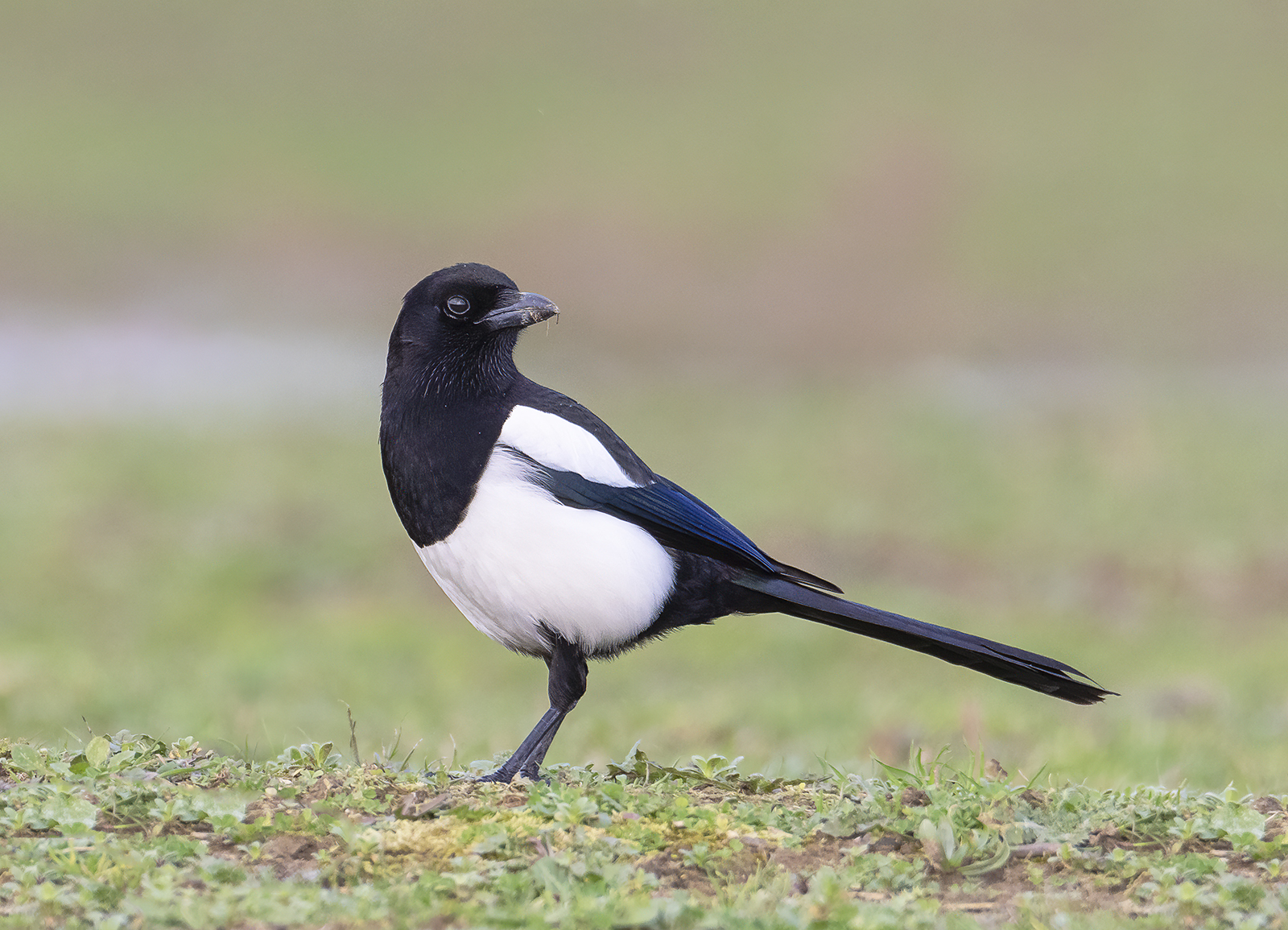 Magpie