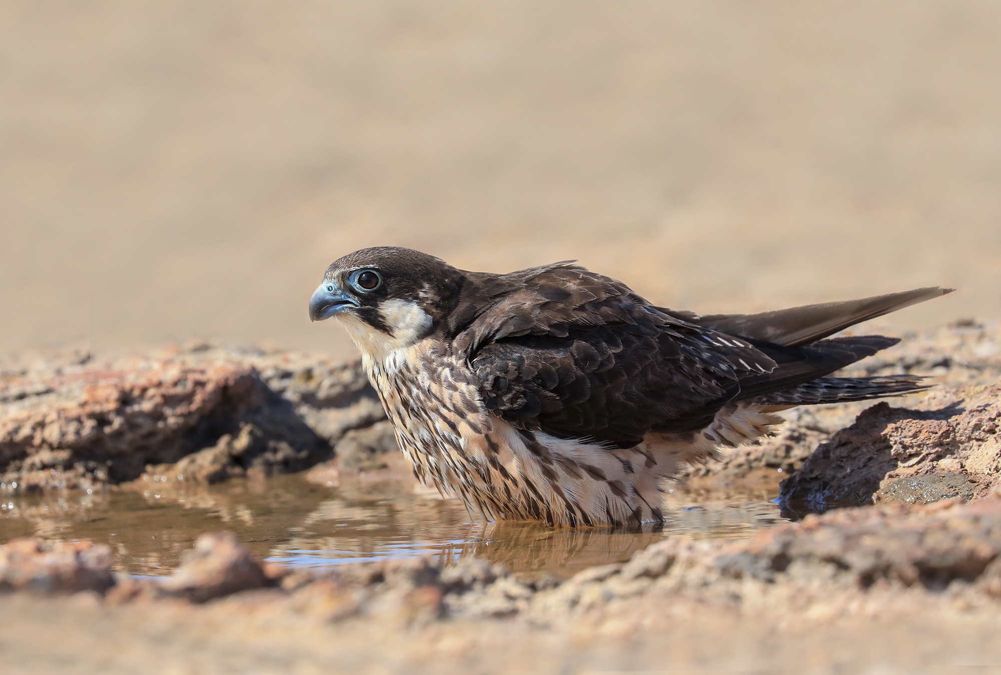 falco della regina abbeverata