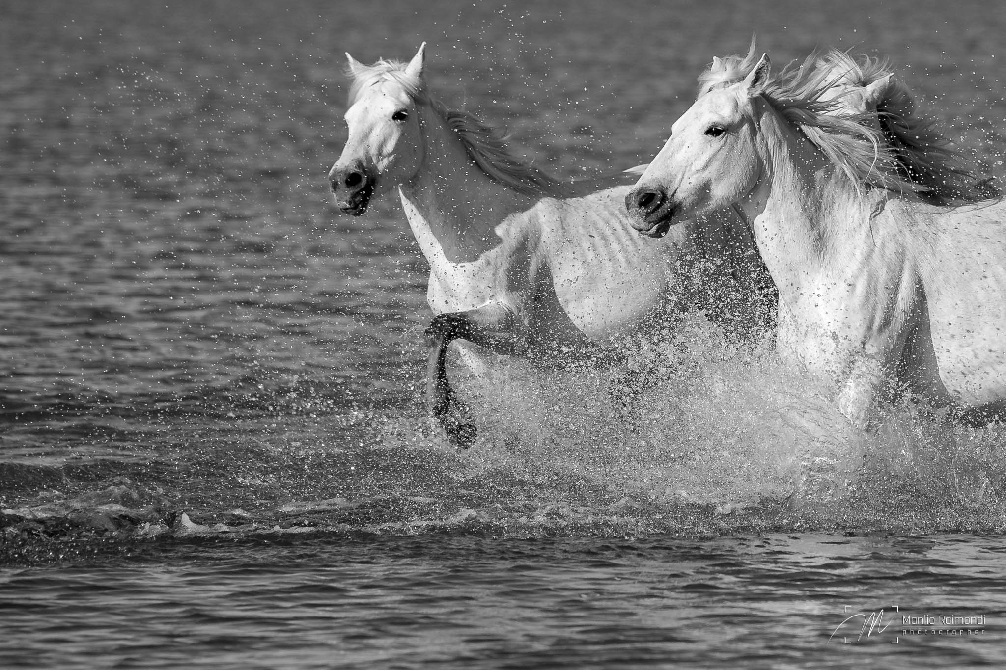 White horses