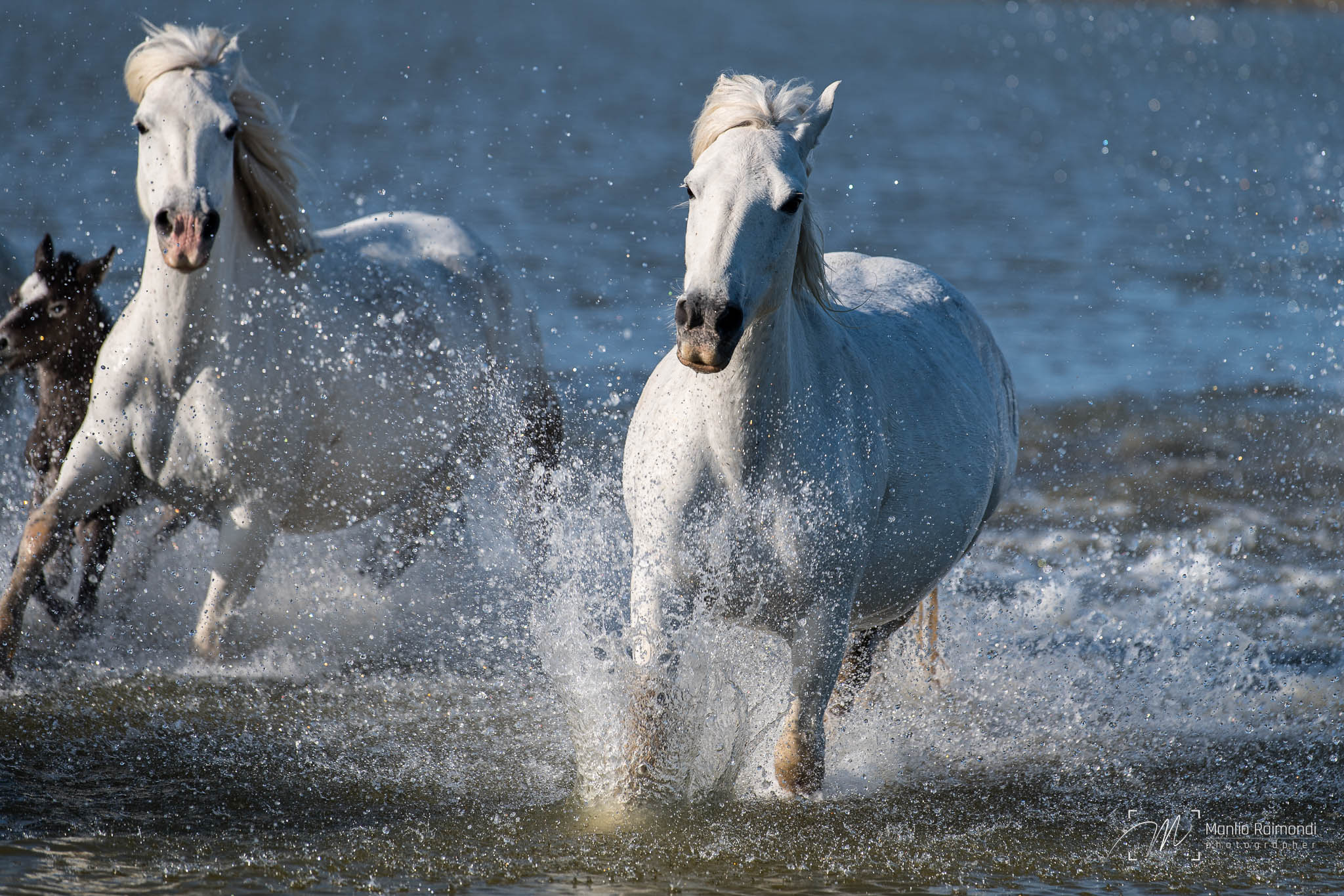 White horses