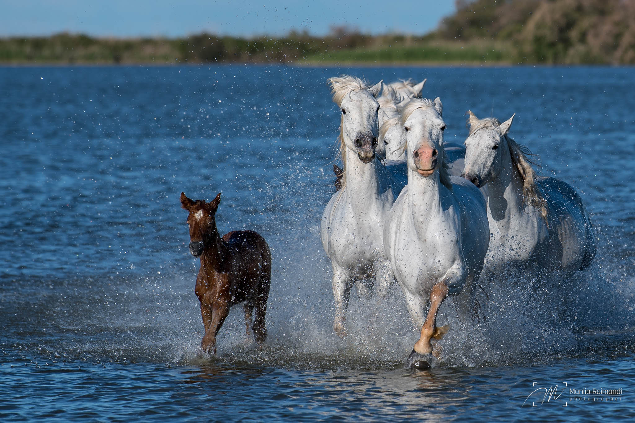 White horses