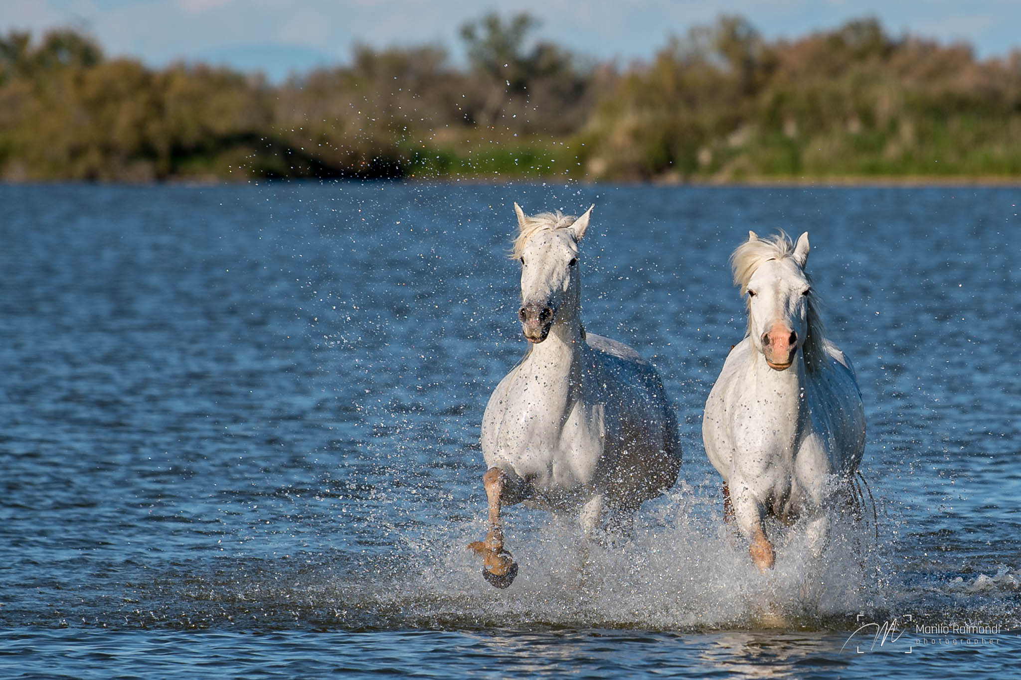 White horses