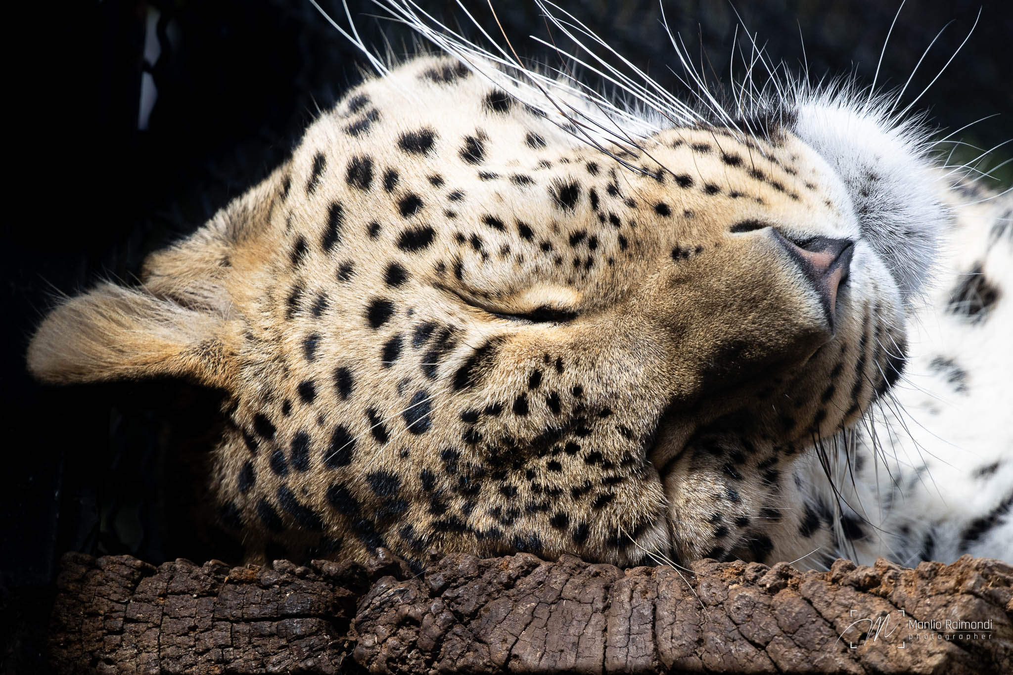 Leopardo del Caucaso
