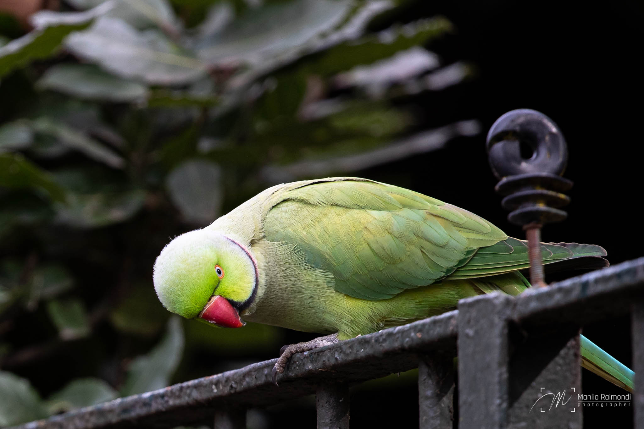 Parakeet