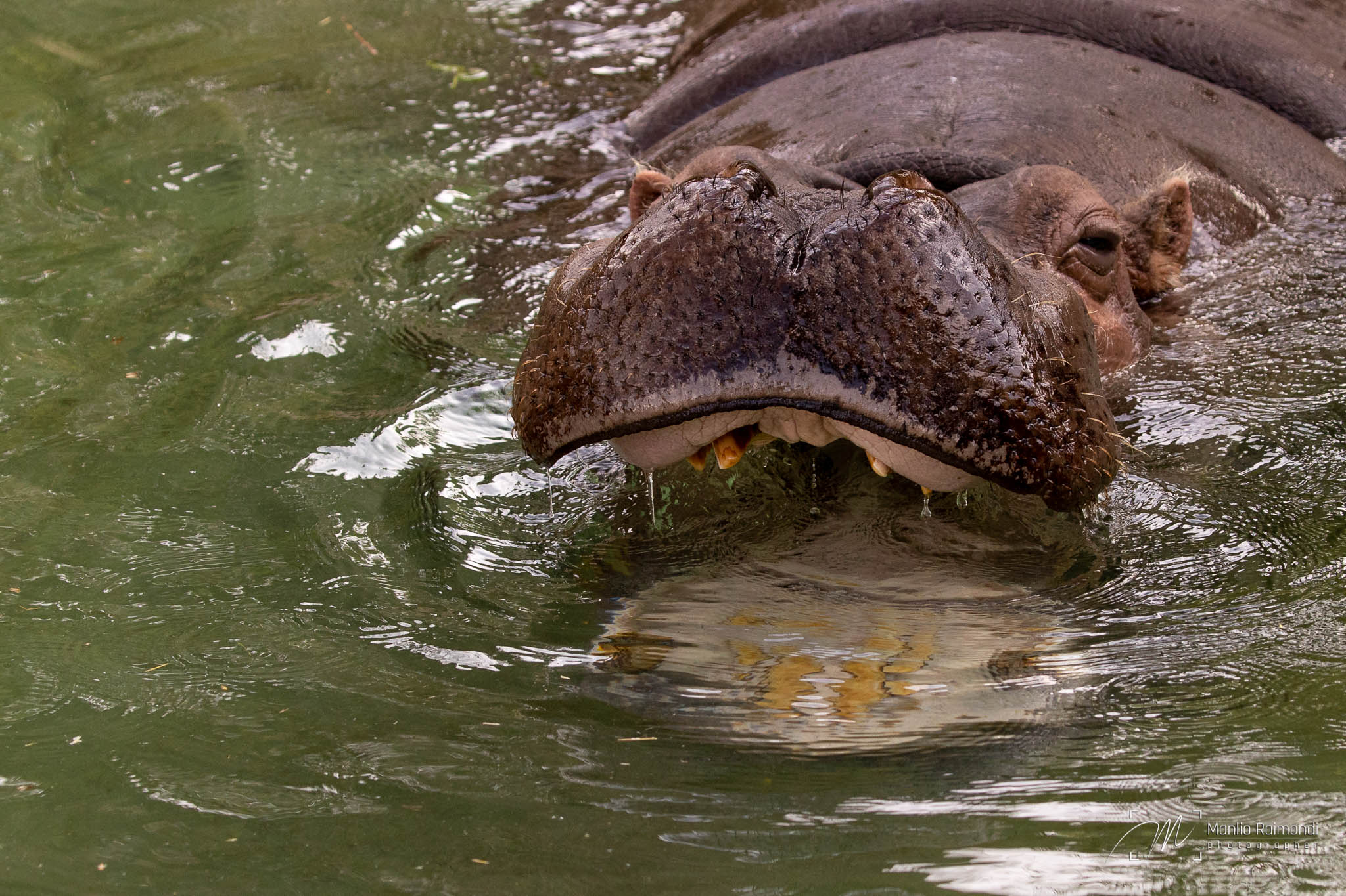Hippo