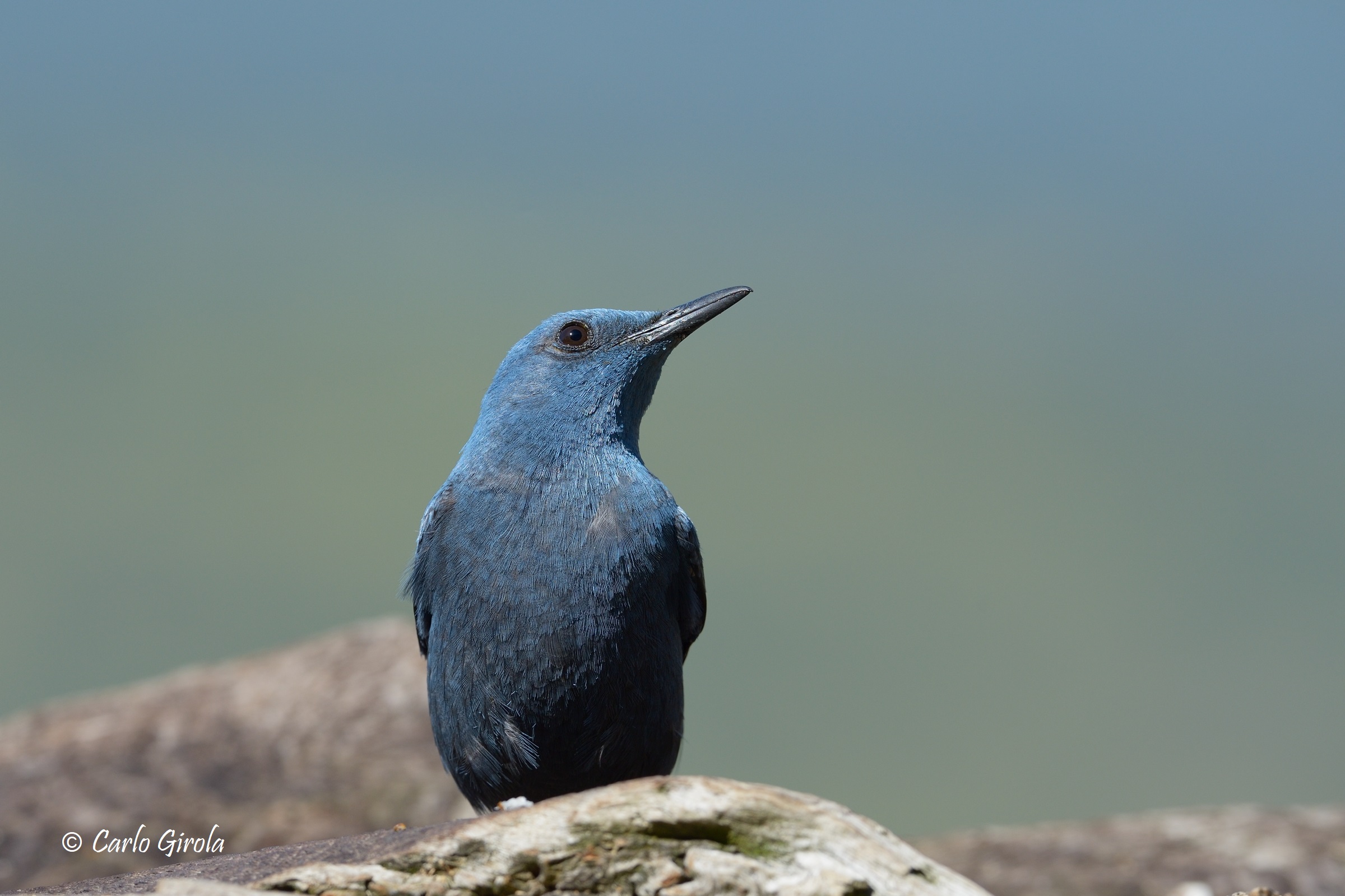 Passero solitario (Monticola solitarius)