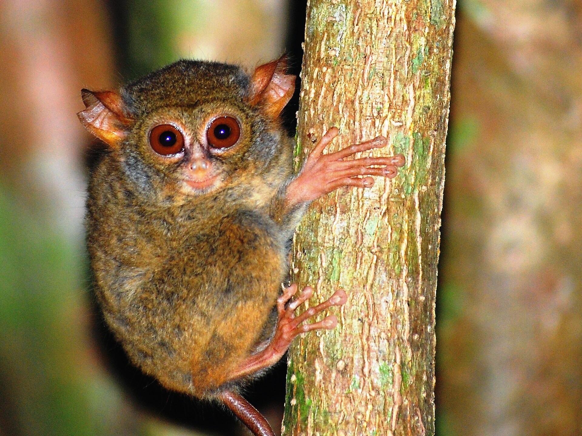 Tarsiospettro