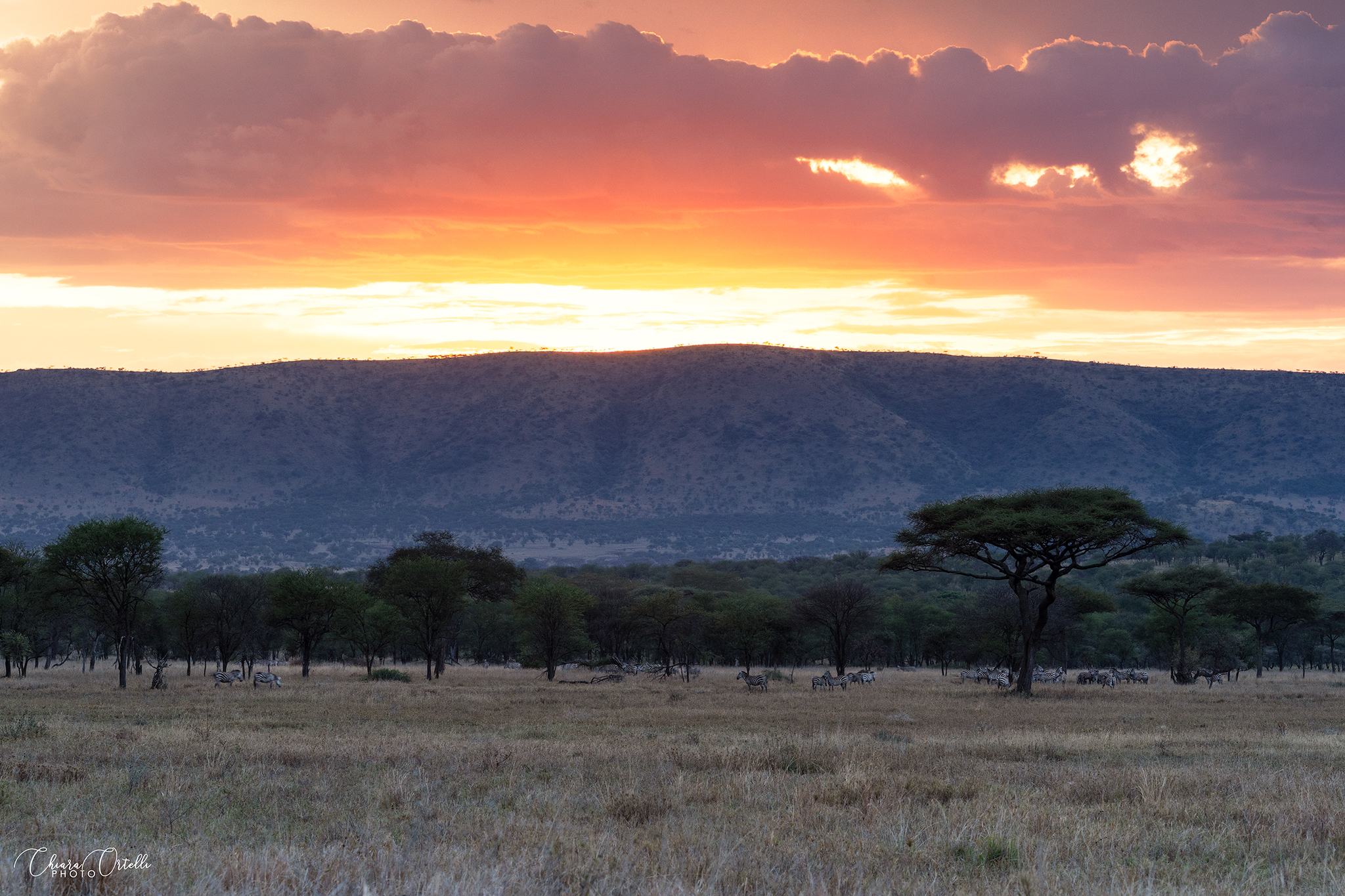 Sunset in the Savannah