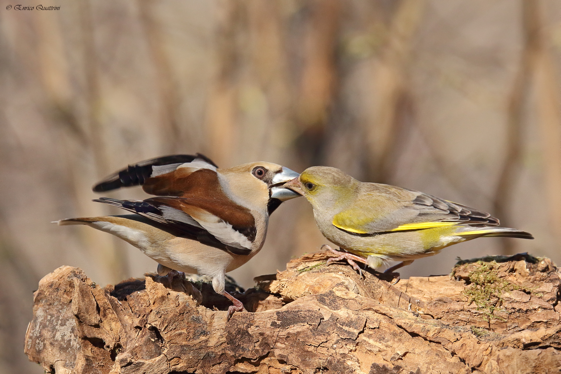 Amore a prima vista?