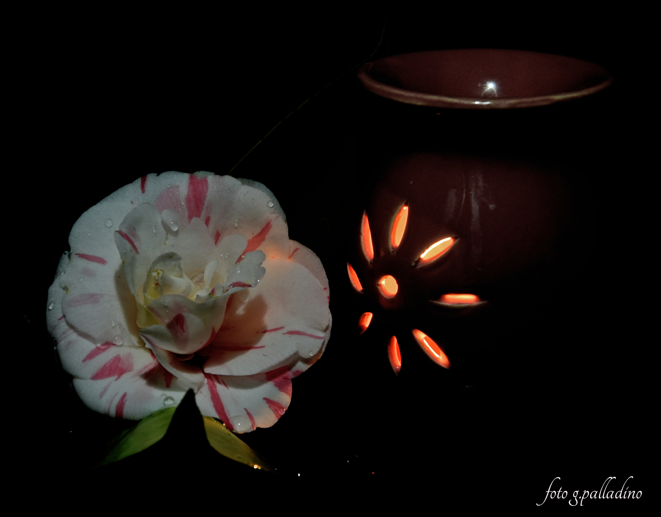 Una rosa per Rossella