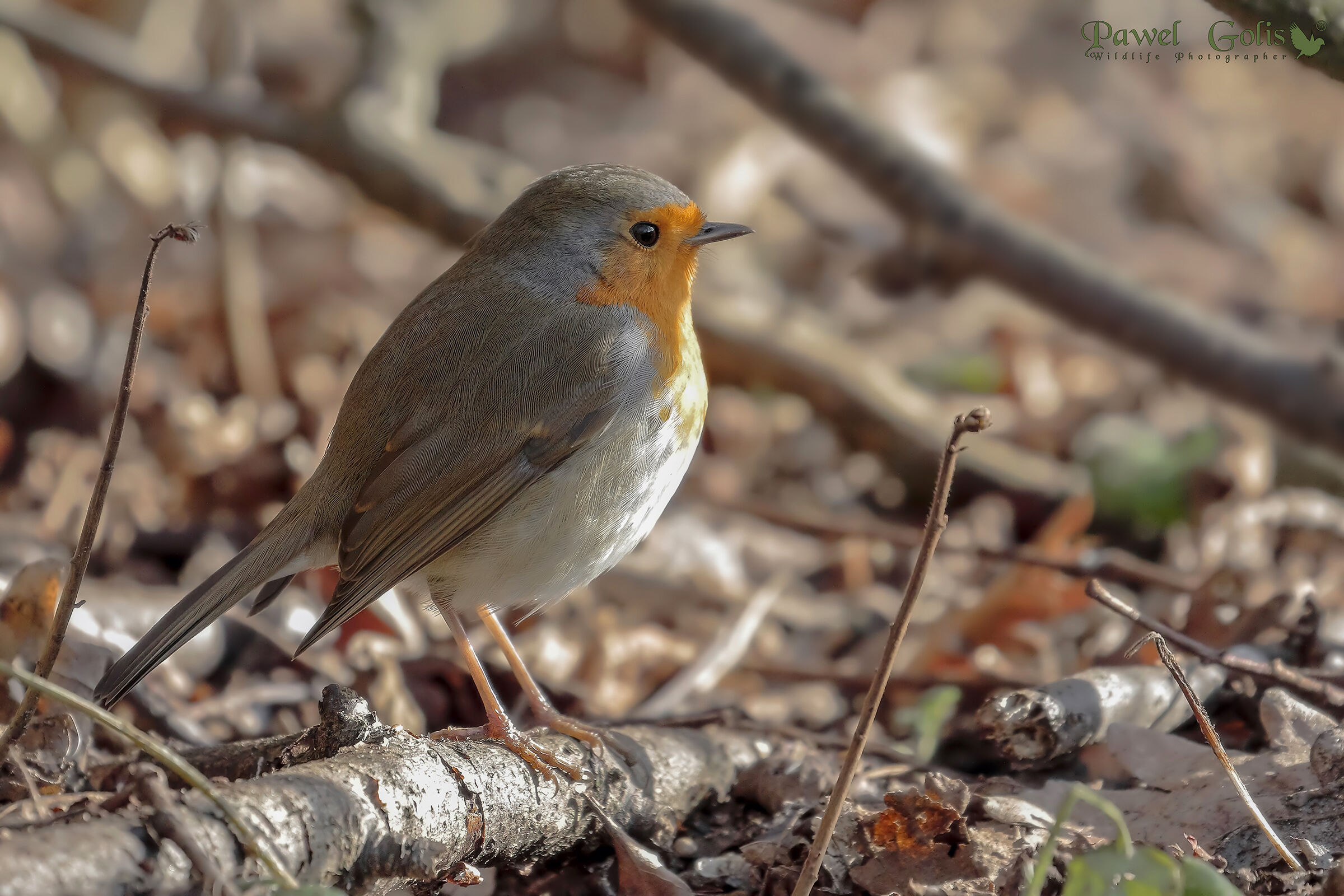 Pettirosso europeo (Erithacus rubecula)