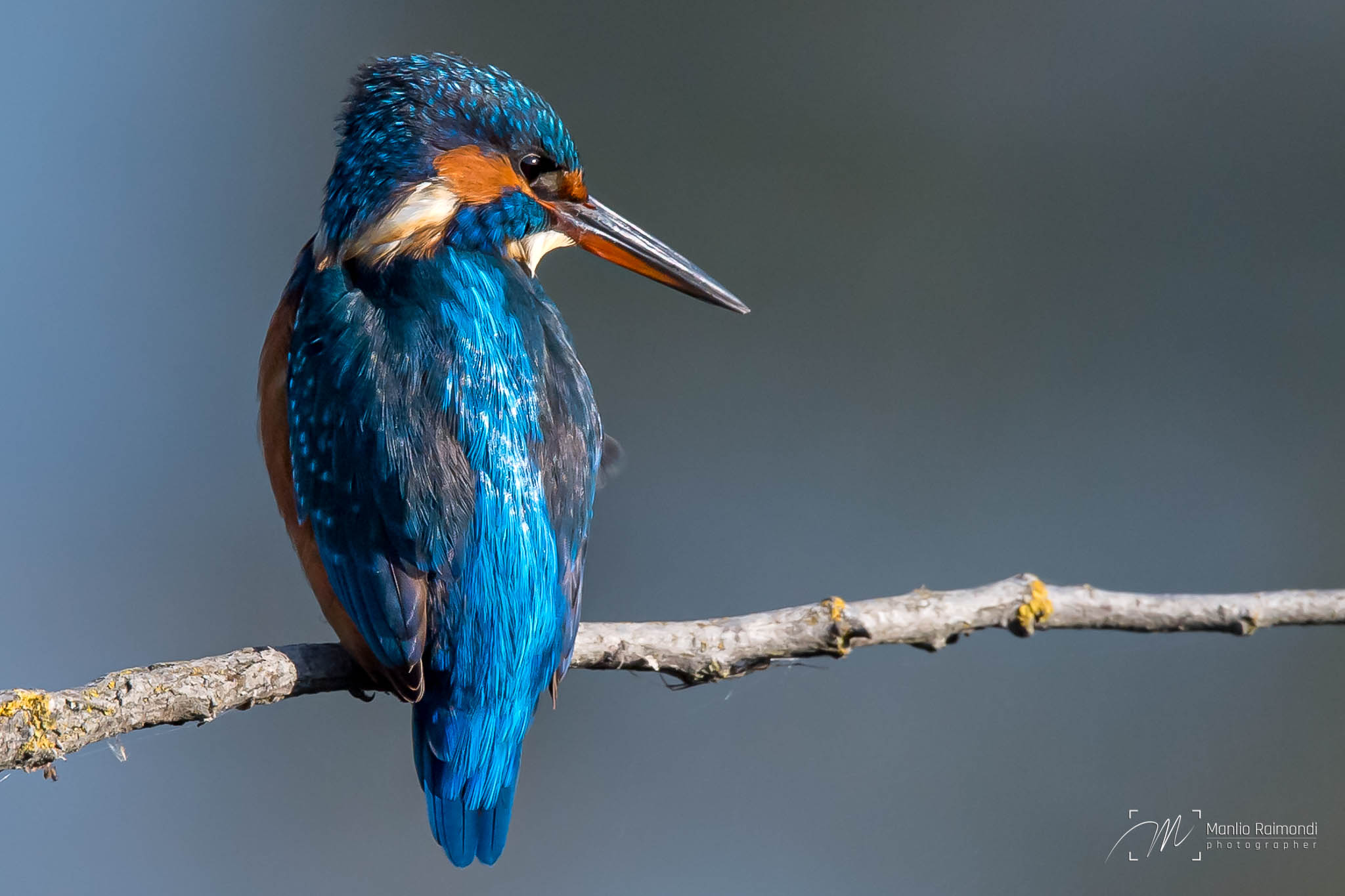 Kingfisher