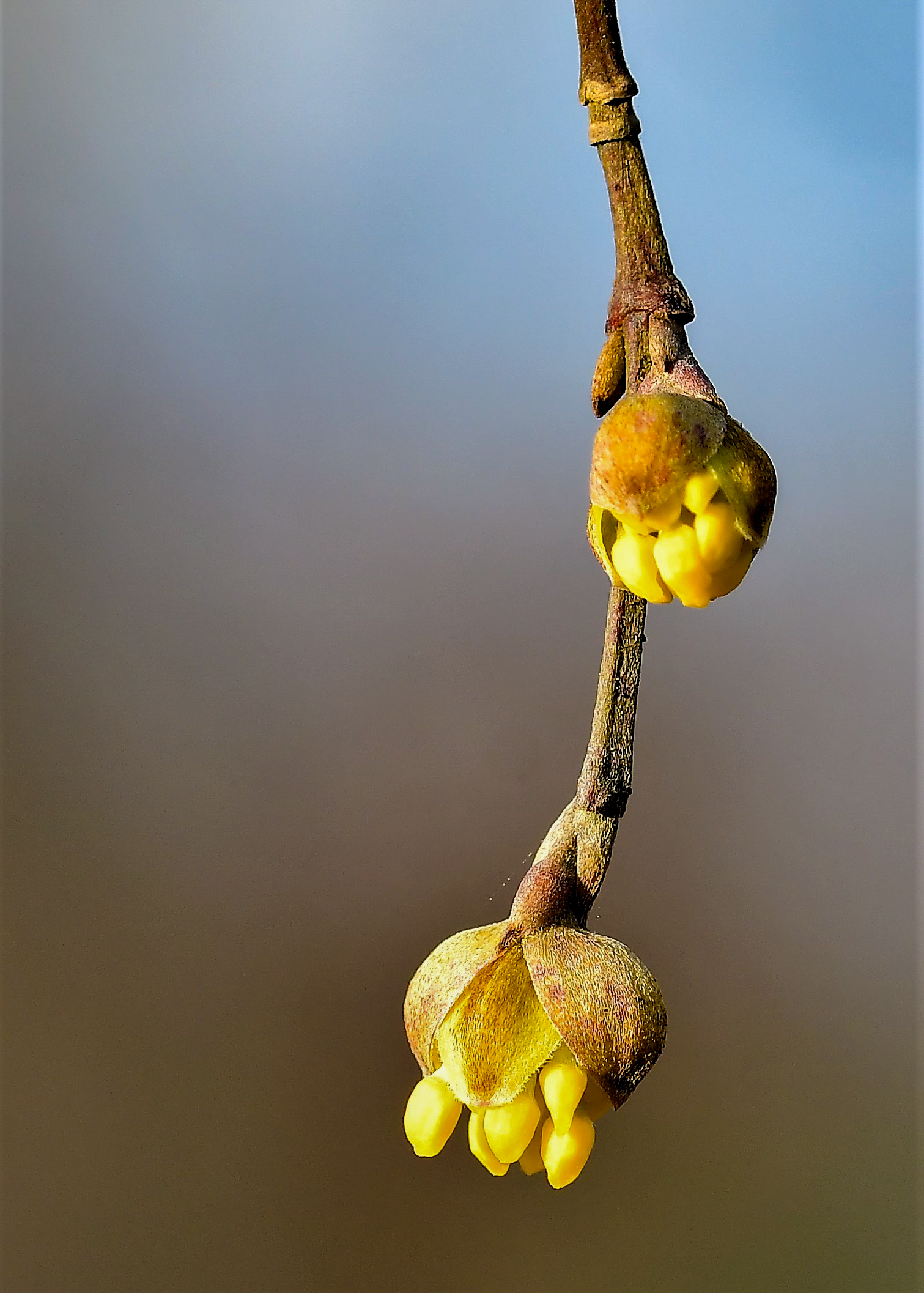Cornish flowers