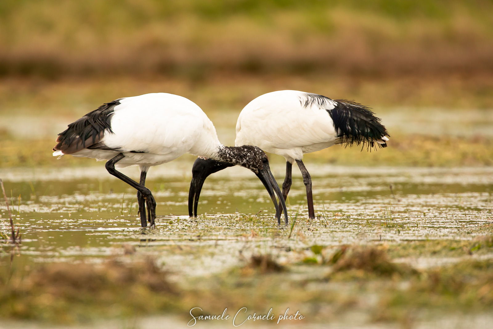 Ibis sacro all'unisono...