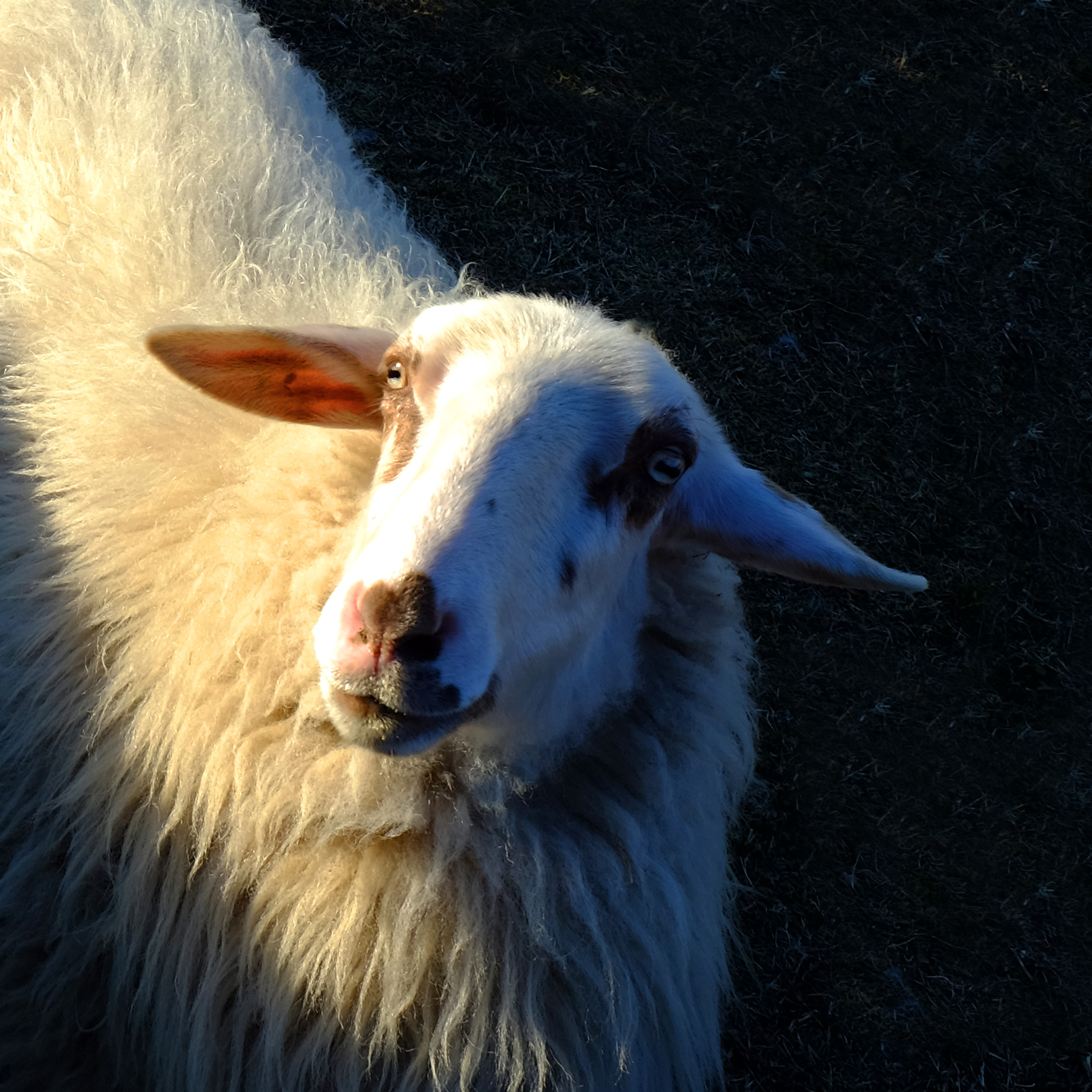 A sheep's selfie