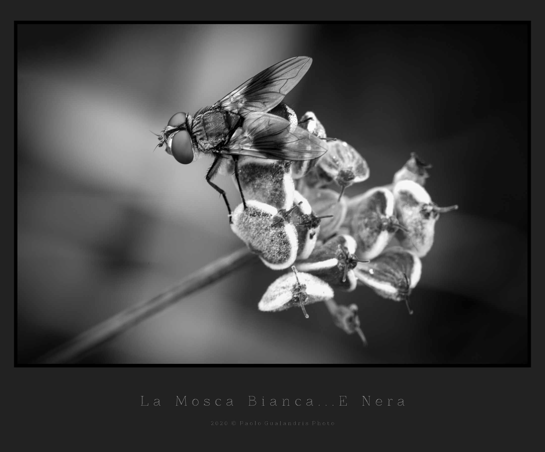 La Mosca Bianca... e Nera