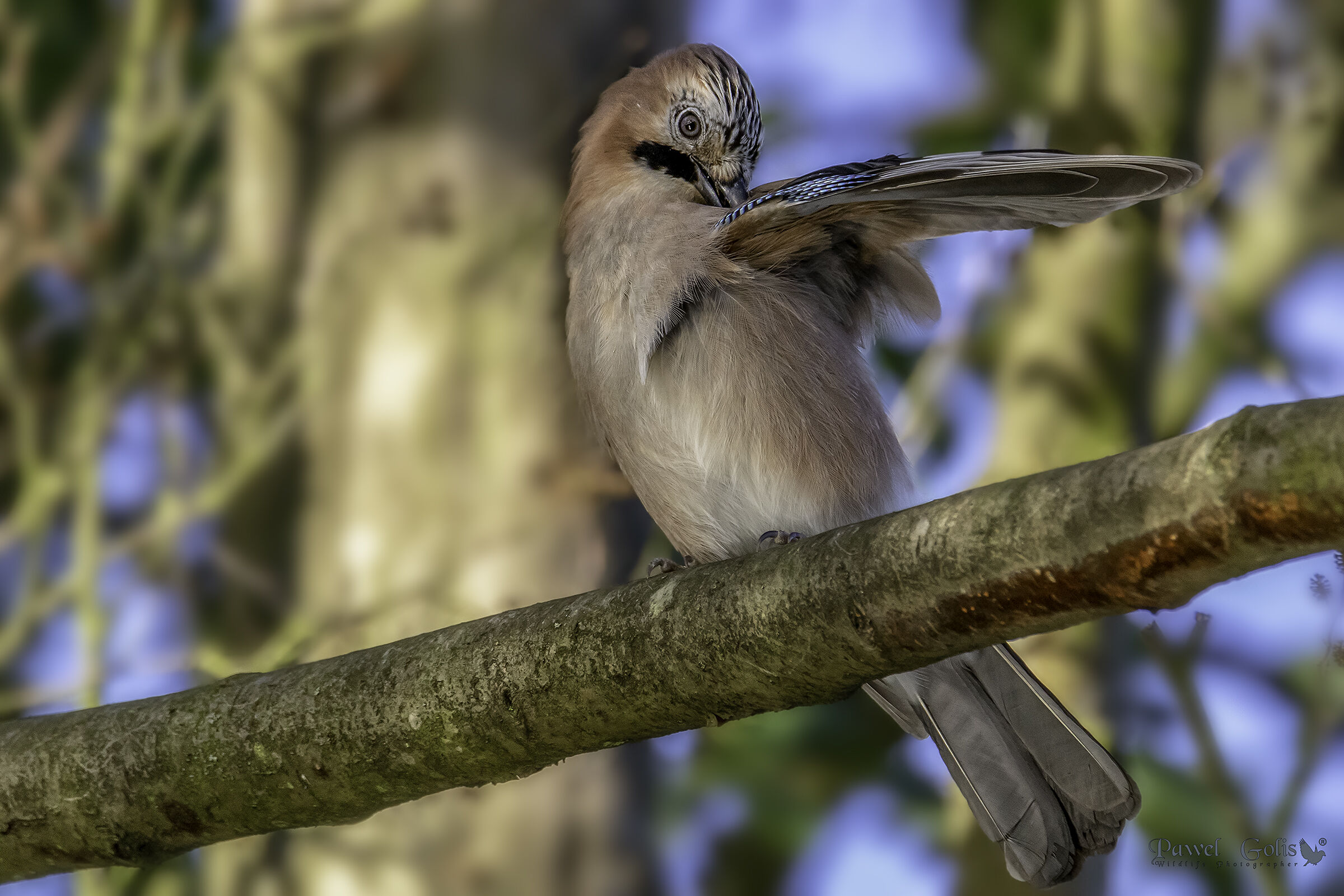 La ghiandaia eurasiatica (Garrulus glandarius)