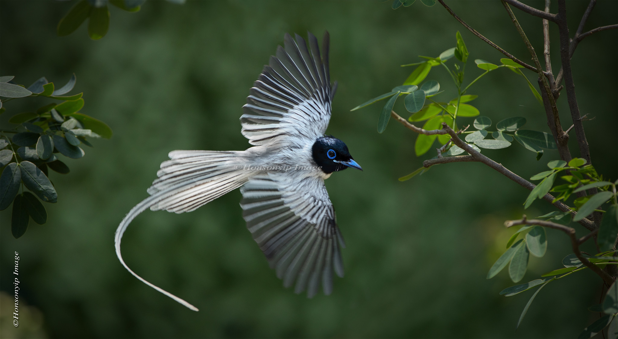 Asia Paradiso Flycatcher