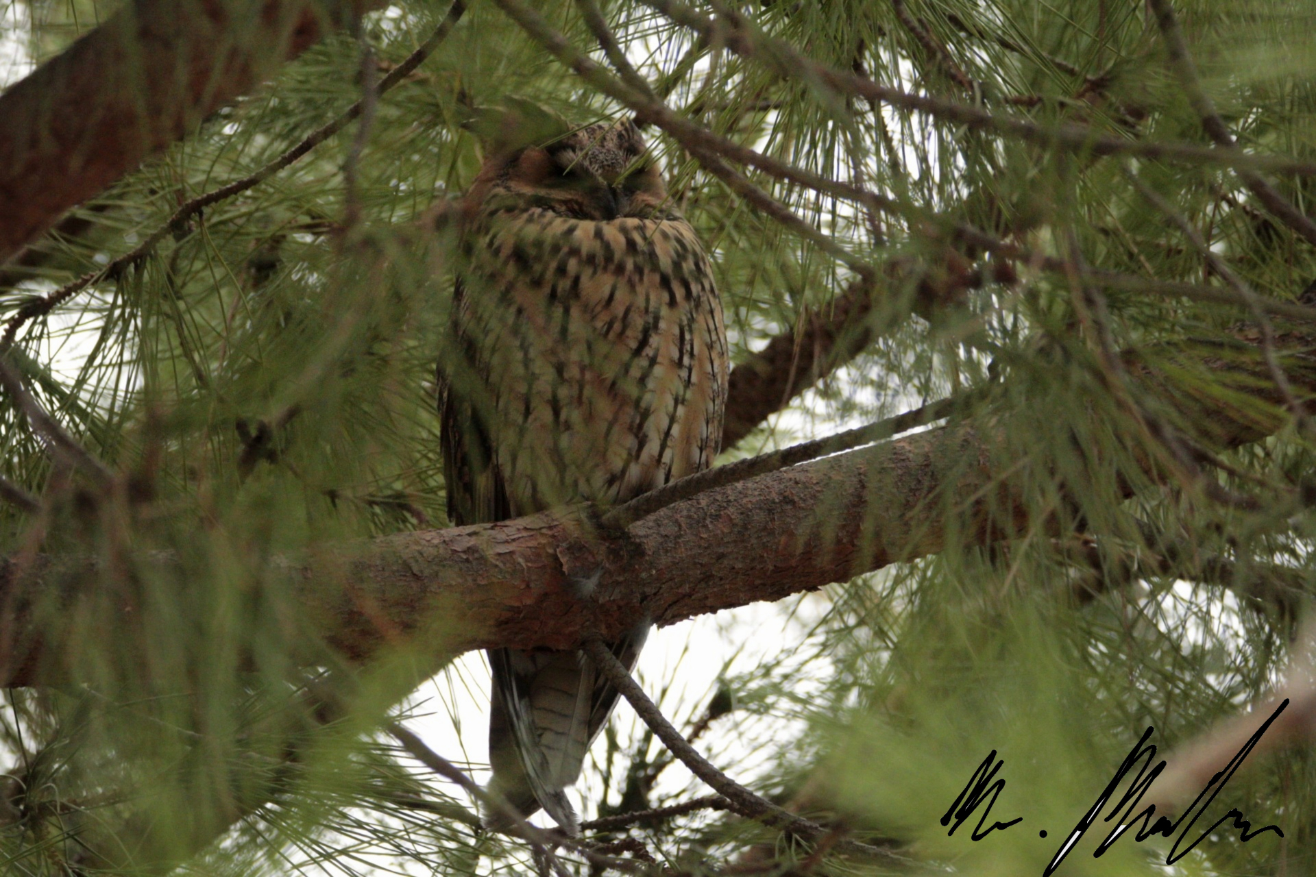 Common owl