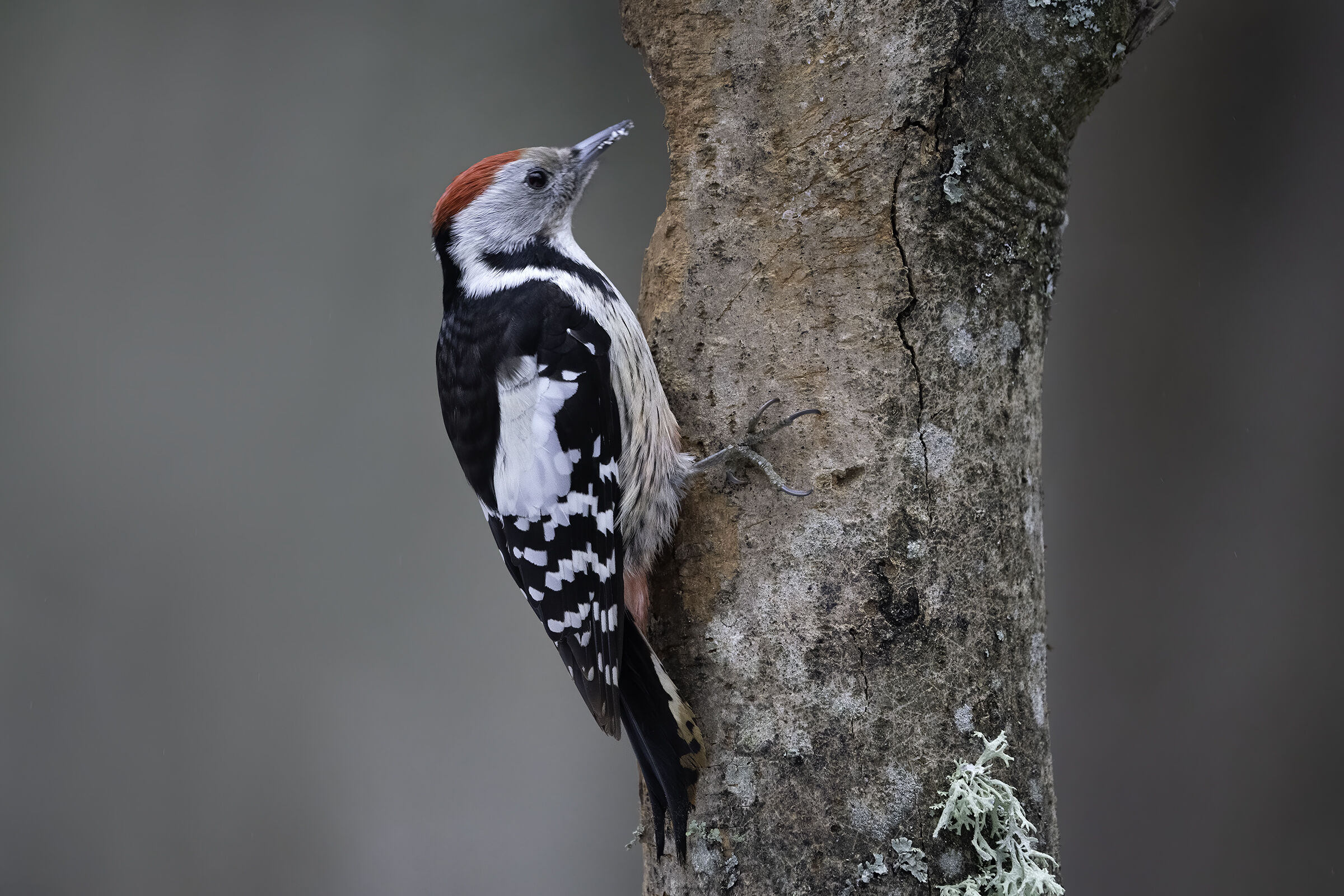 Red woodpecker