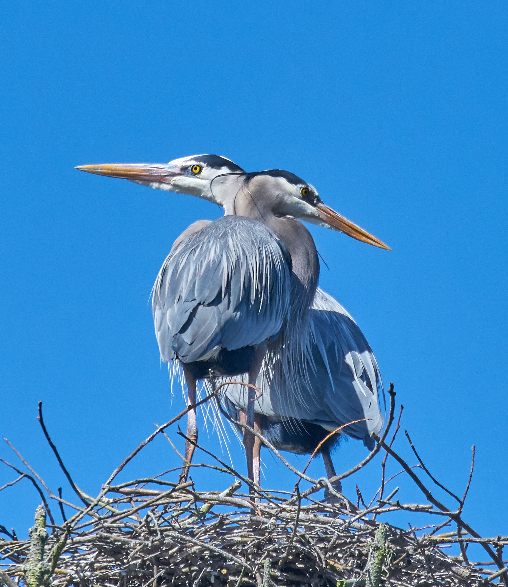 Janus-like capture of herons...