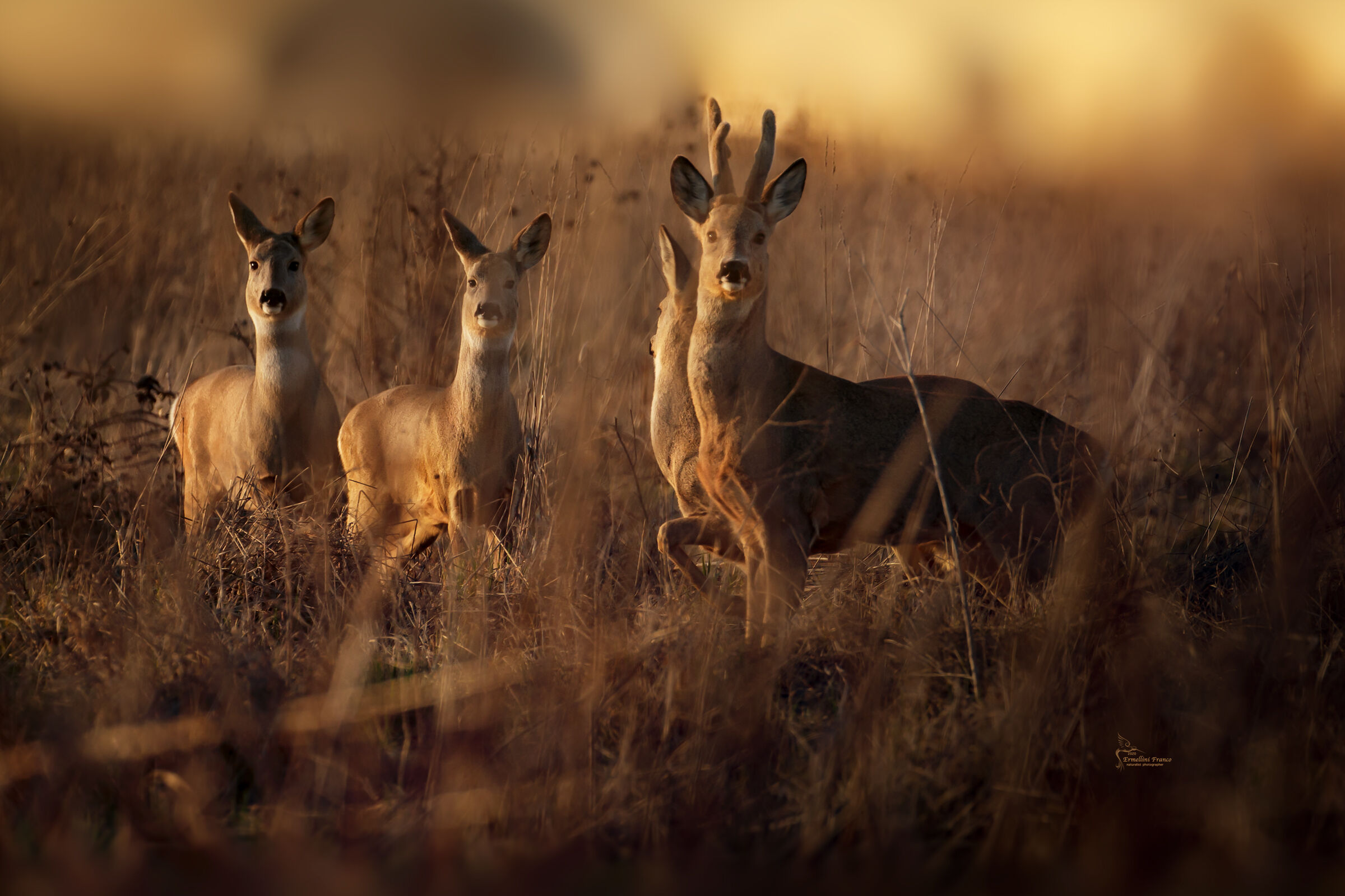 Caprioli al tramonto