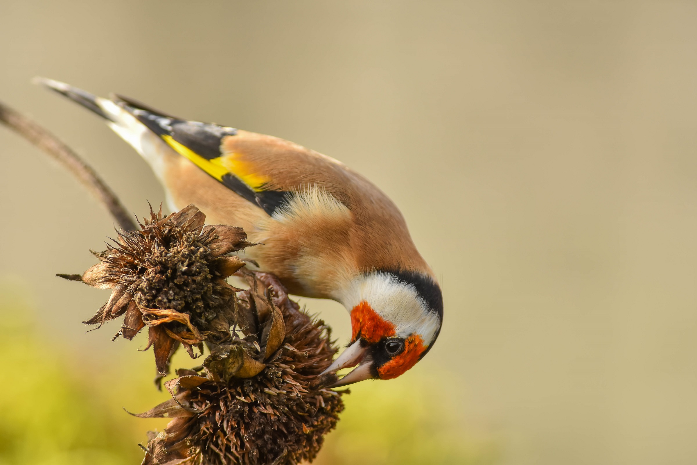 Goldfinch