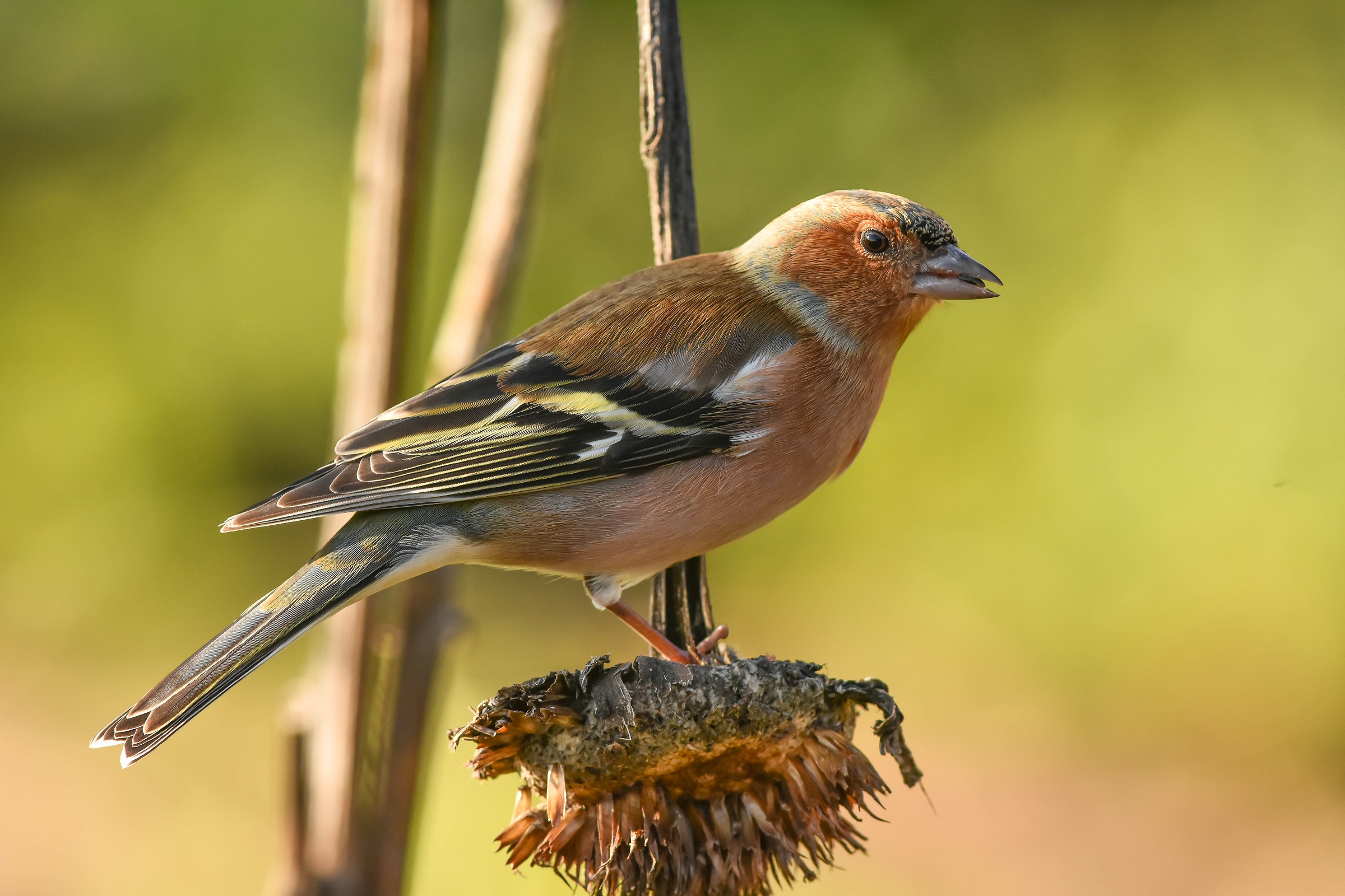 Chaffinch