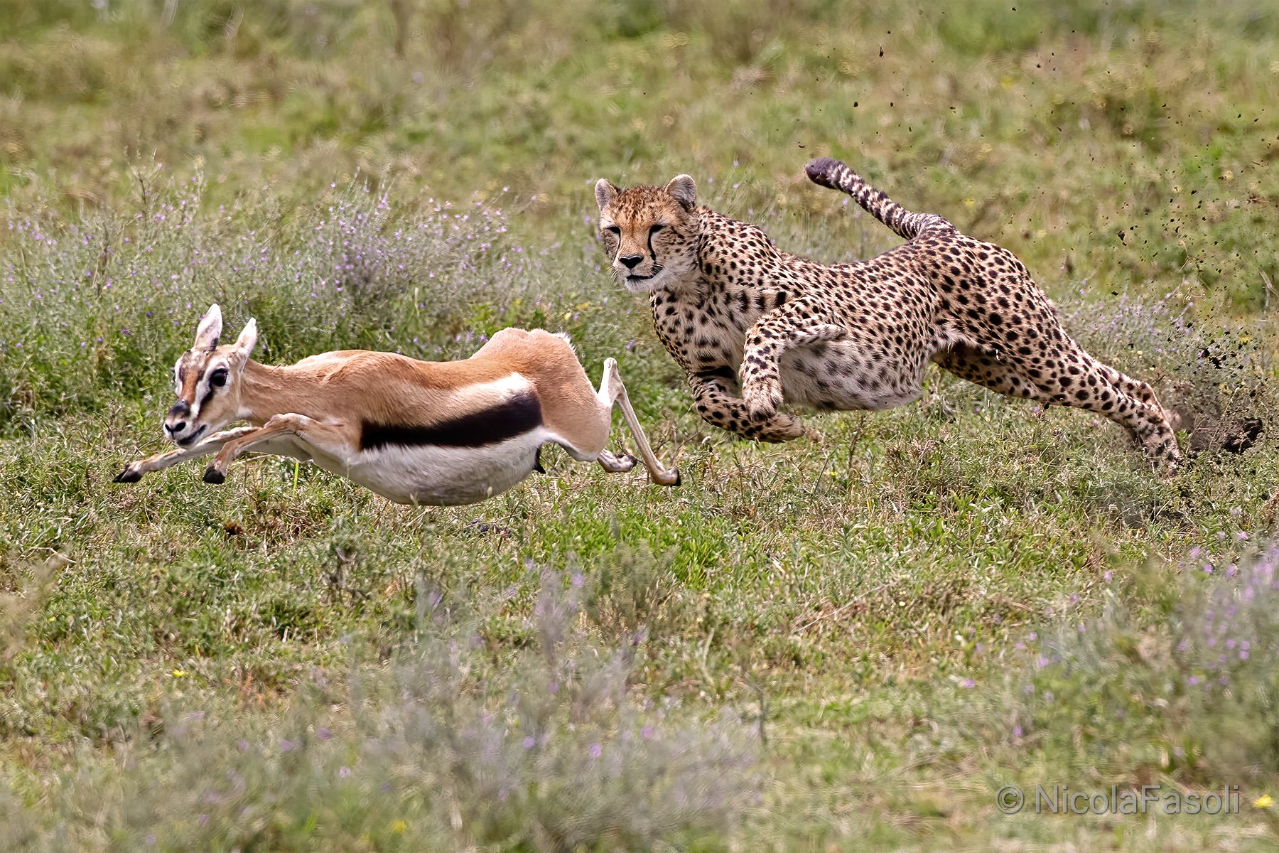 Cheetah Hunting