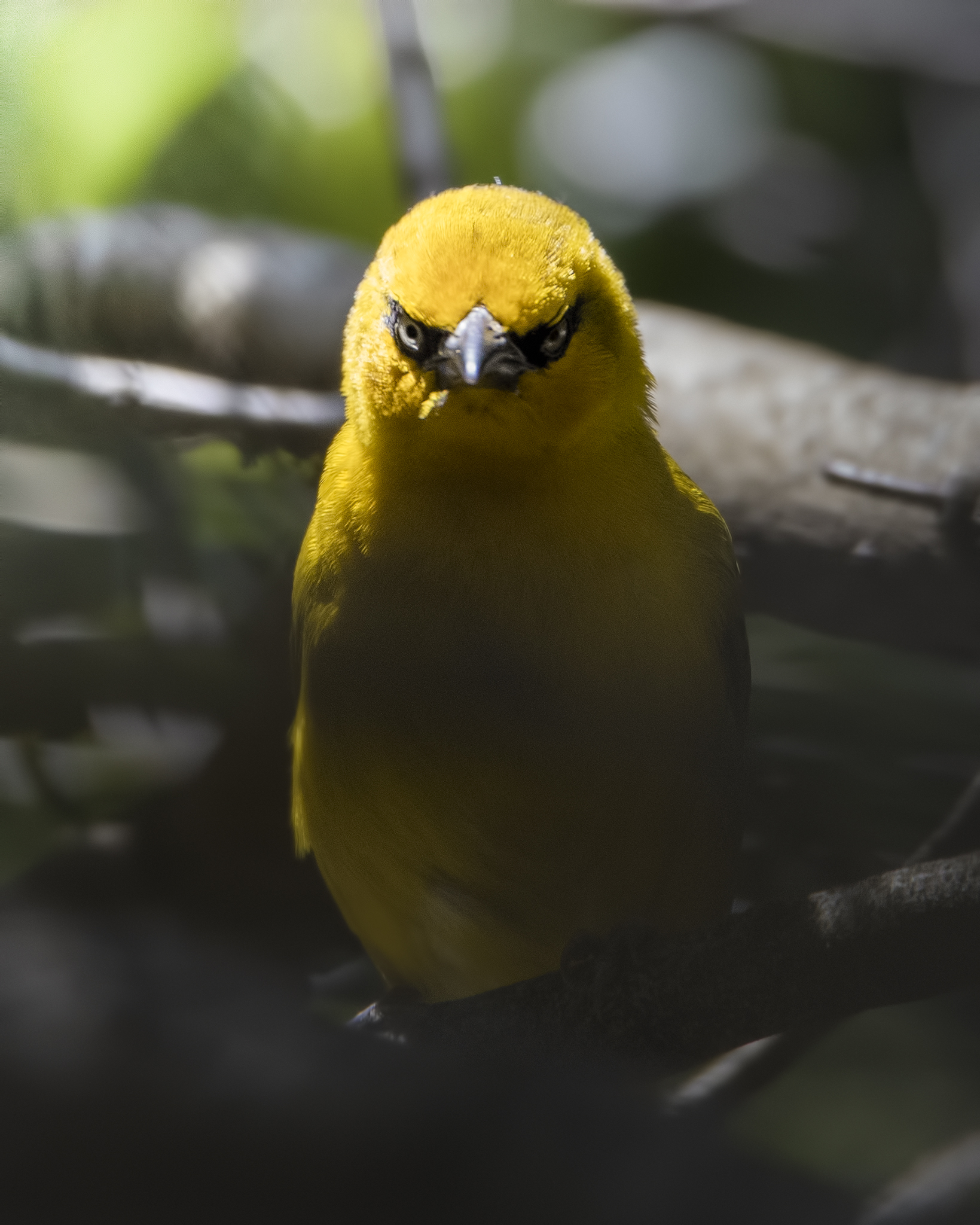 Angry like a Weaver!